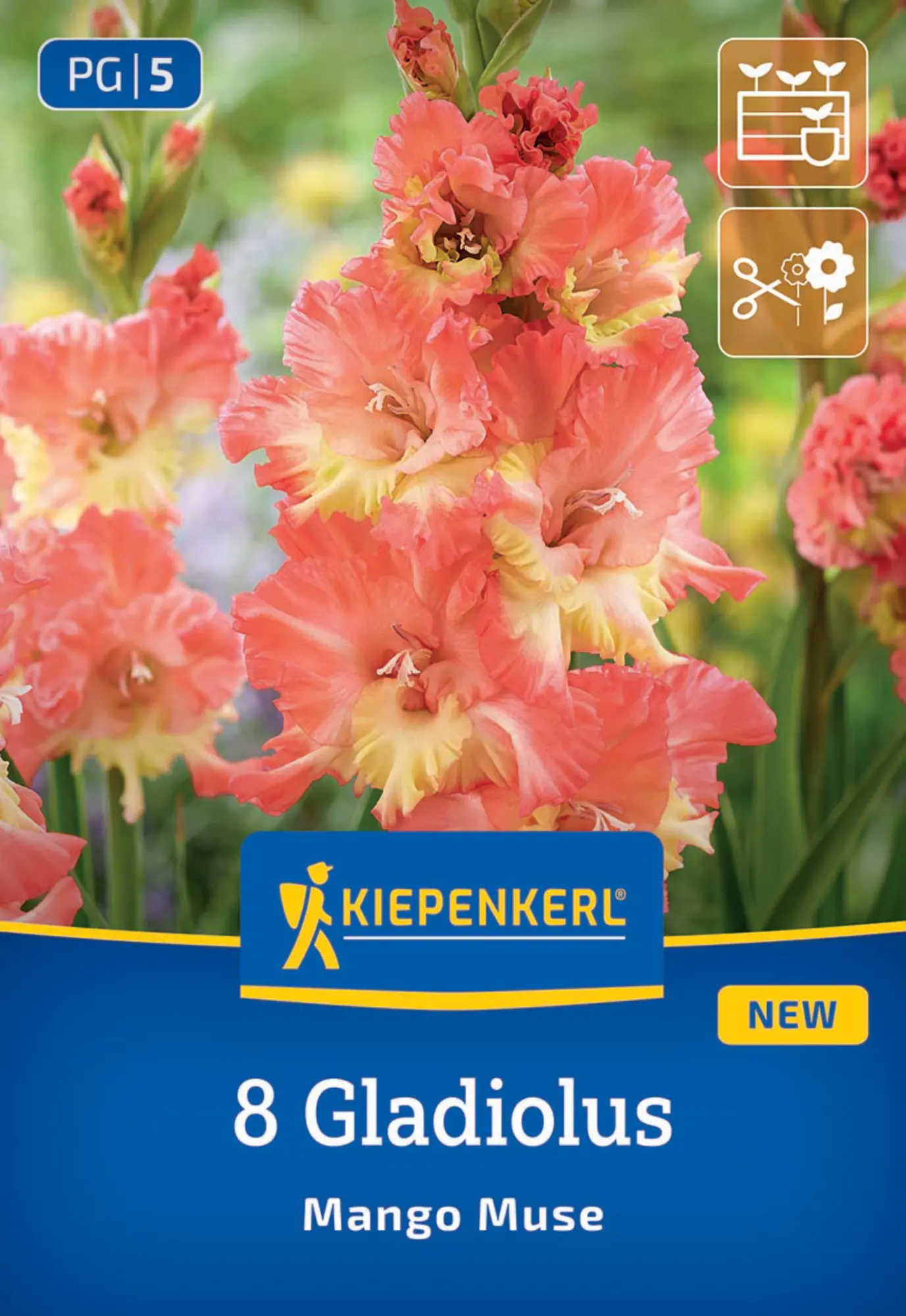 Kiepenkerl Frühjahrsblumenzwiebel Gladiole Mango Muse 8 Stück