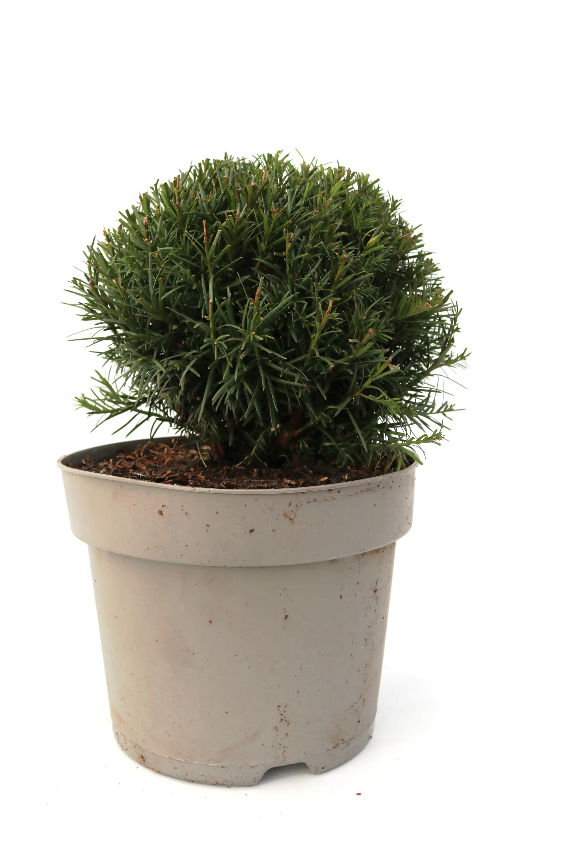 Eibe Kugel 25-30 cm 5 l Container