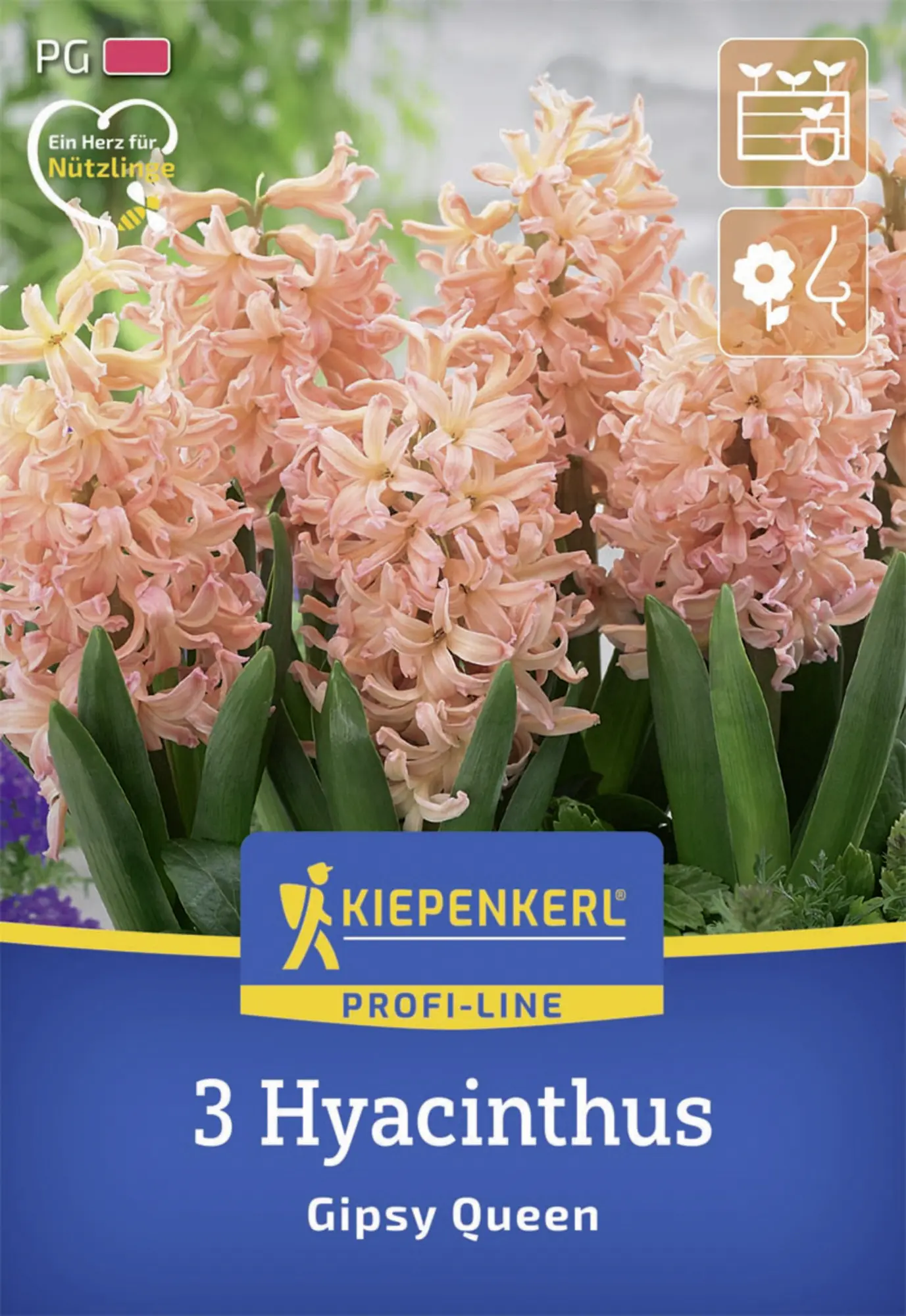 Kiepenkerl Herbstblumenzwiebel Profi-Line Hyazinthe Gipsy Queen 3 Stück