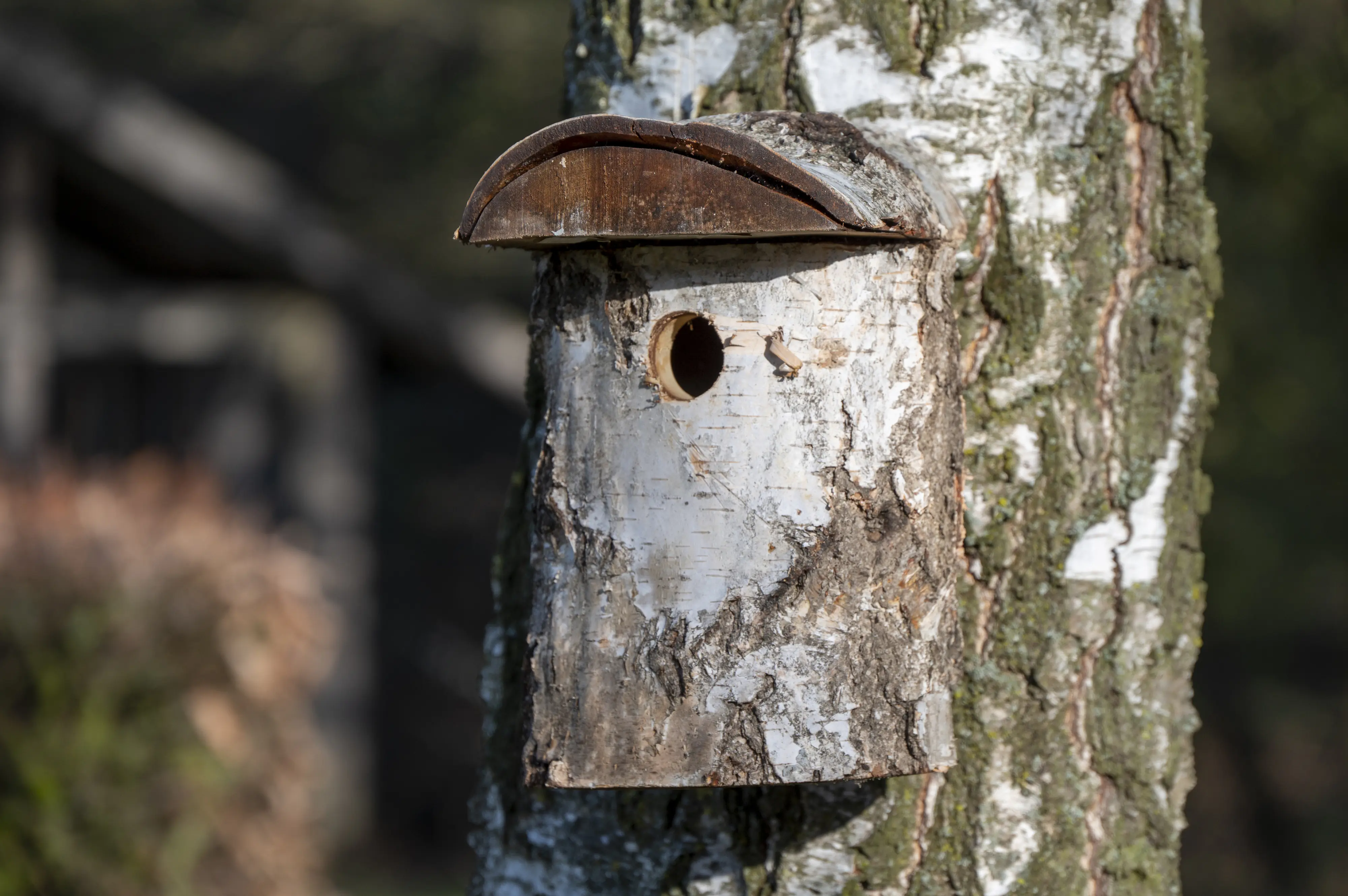 Dobar Nistkasten aus Birkenholz Einflugloch 32 mm 14 x 22 x 24 cm
