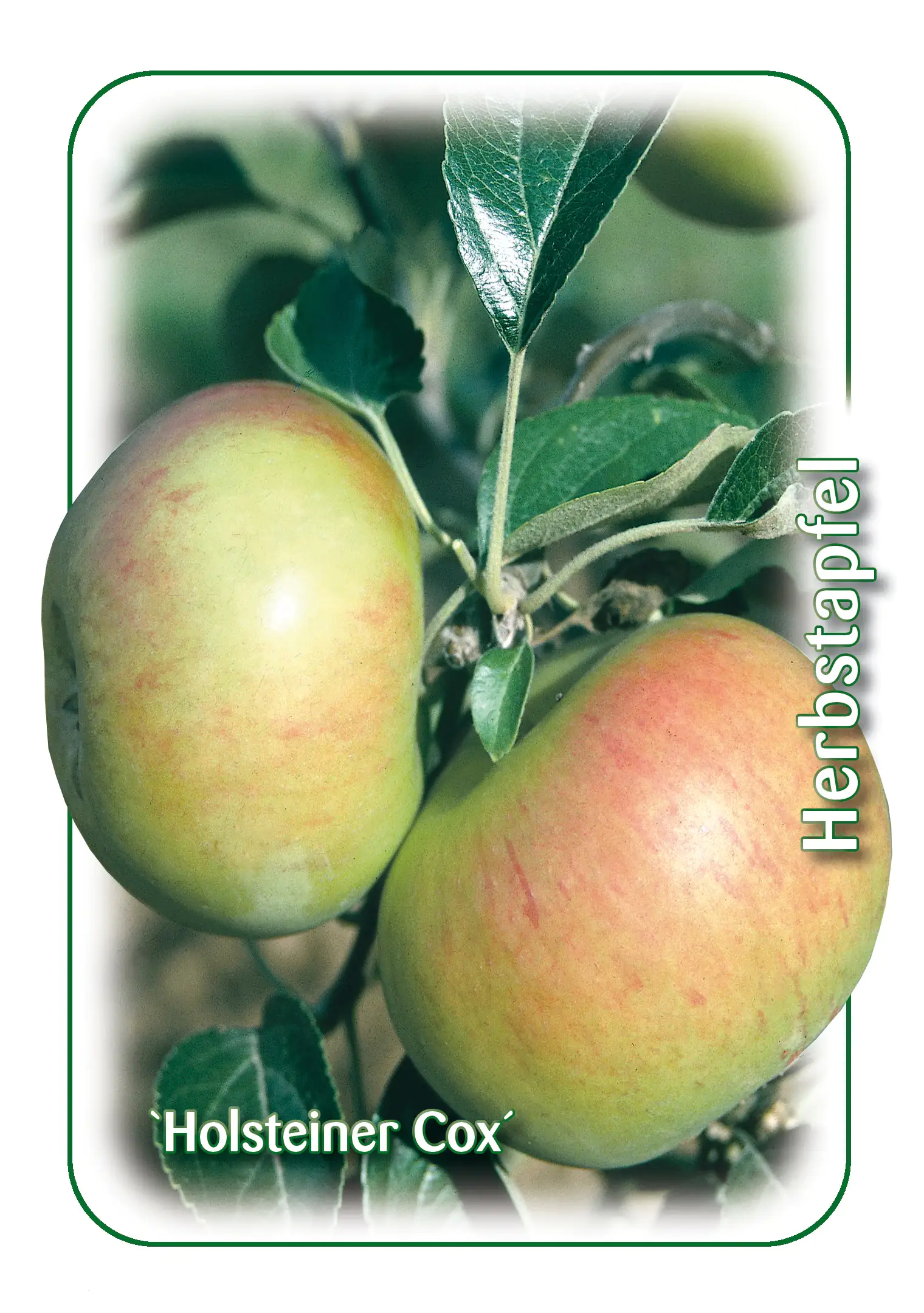 Apfelbaum Holsteiner Cox 7,5 L Container