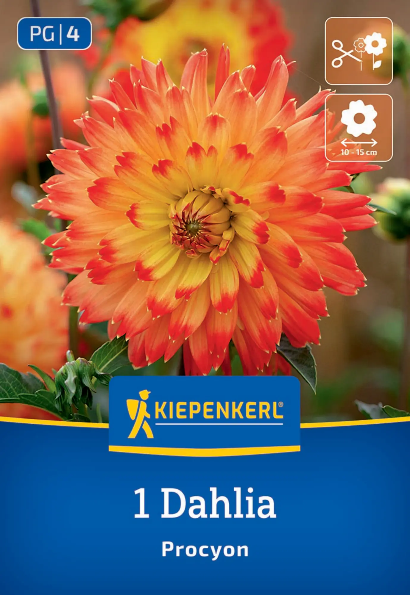 Kiepenkerl Frühjahrsblumenzwiebel Dekorative Dahlie Procyon 1 Stück