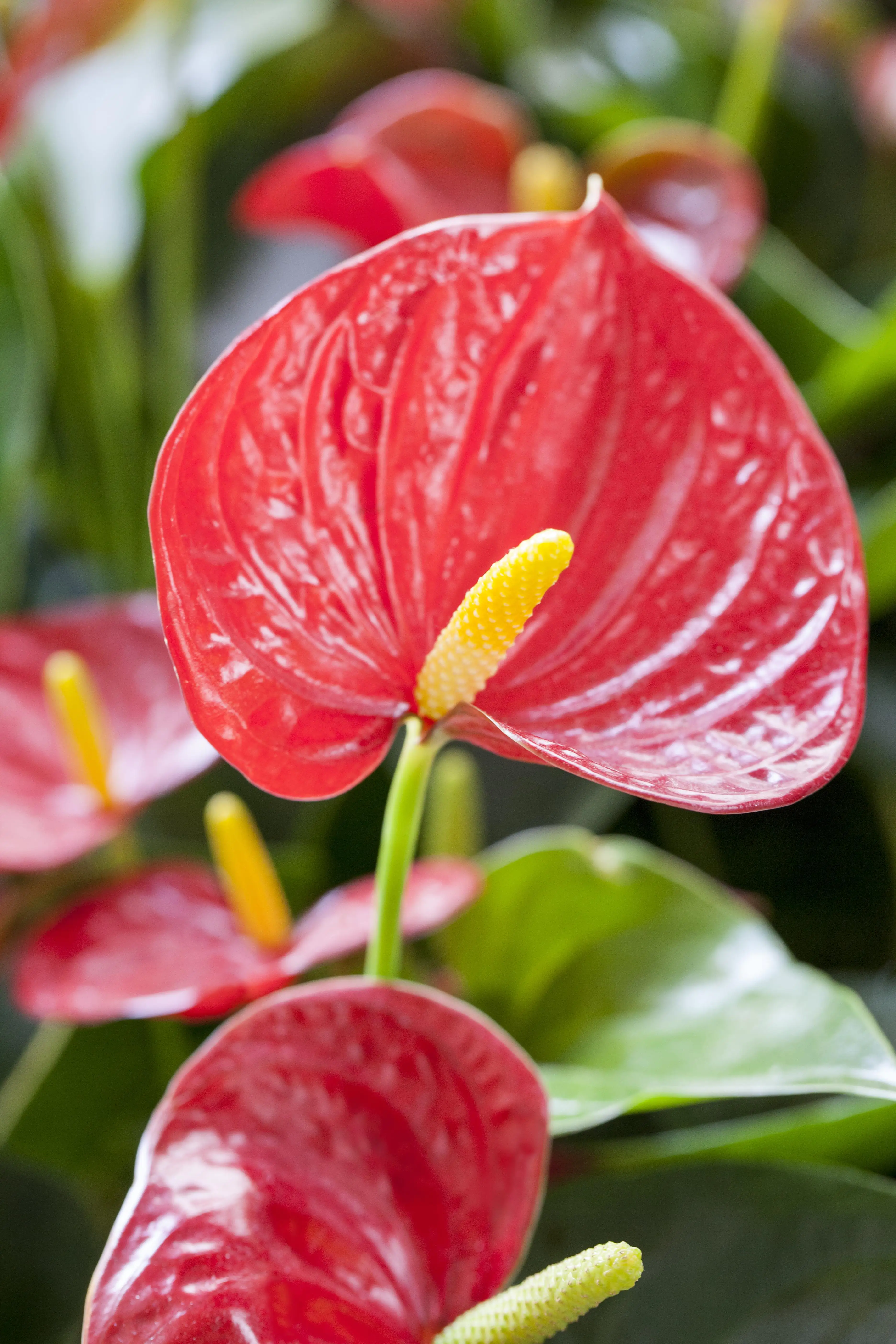Anthurium Flamingoblume rot 40-60 cm 14 cm Topf