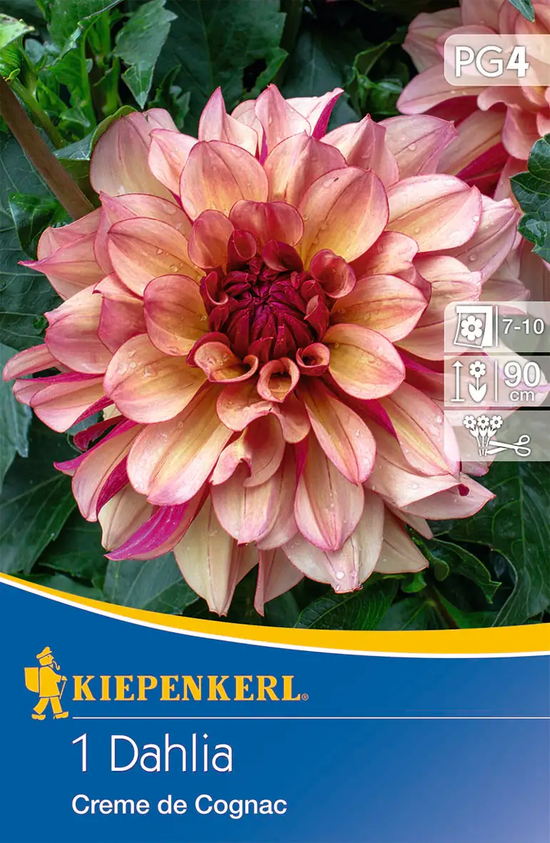 Kiepenkerl Seerosen-Dahlie Creme de Cognac
