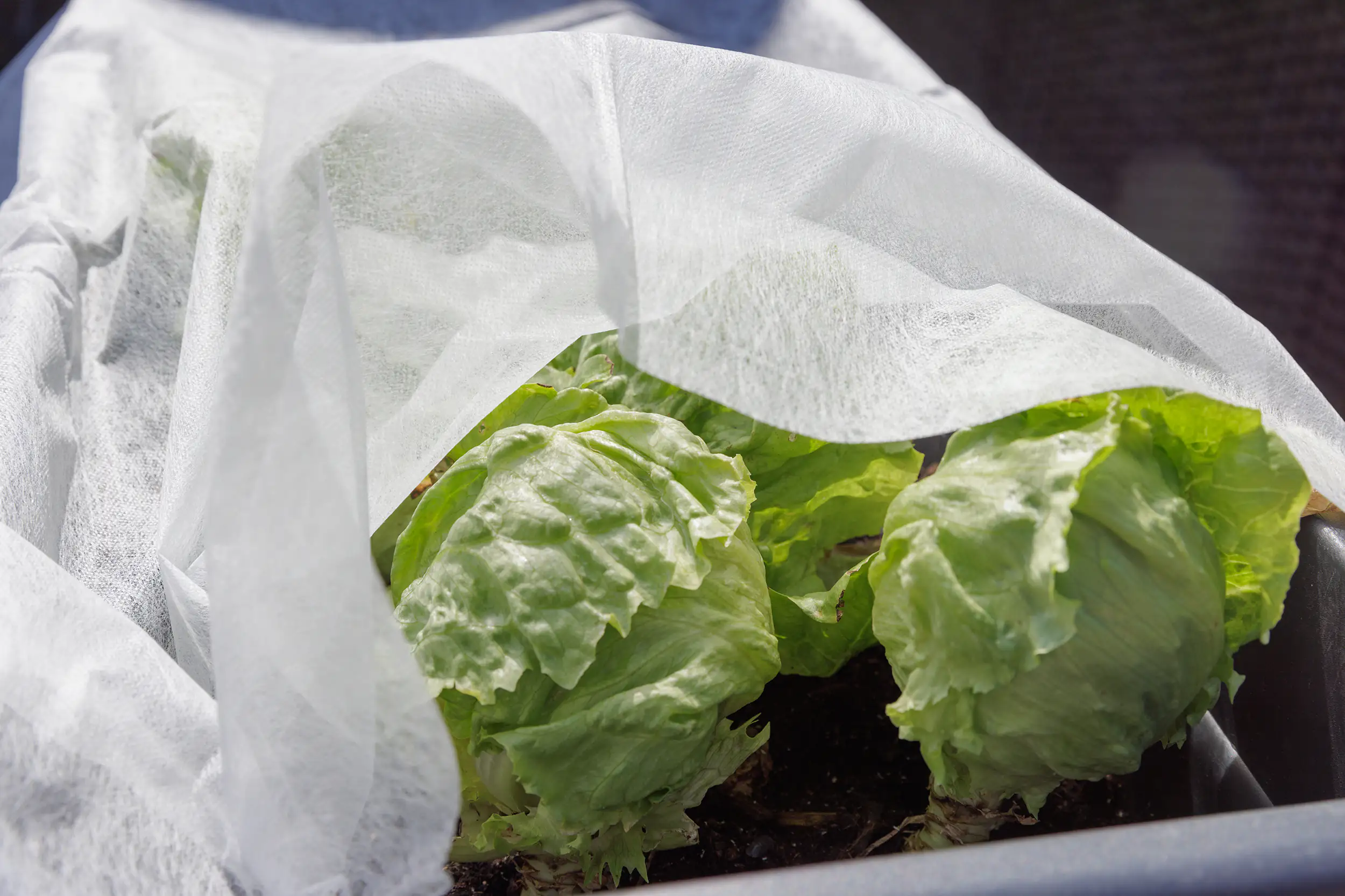 TrendLine Frühbeetvlies 1,5 x 5 m TrendLine Frühbeetvlies 1,5 x 5 m