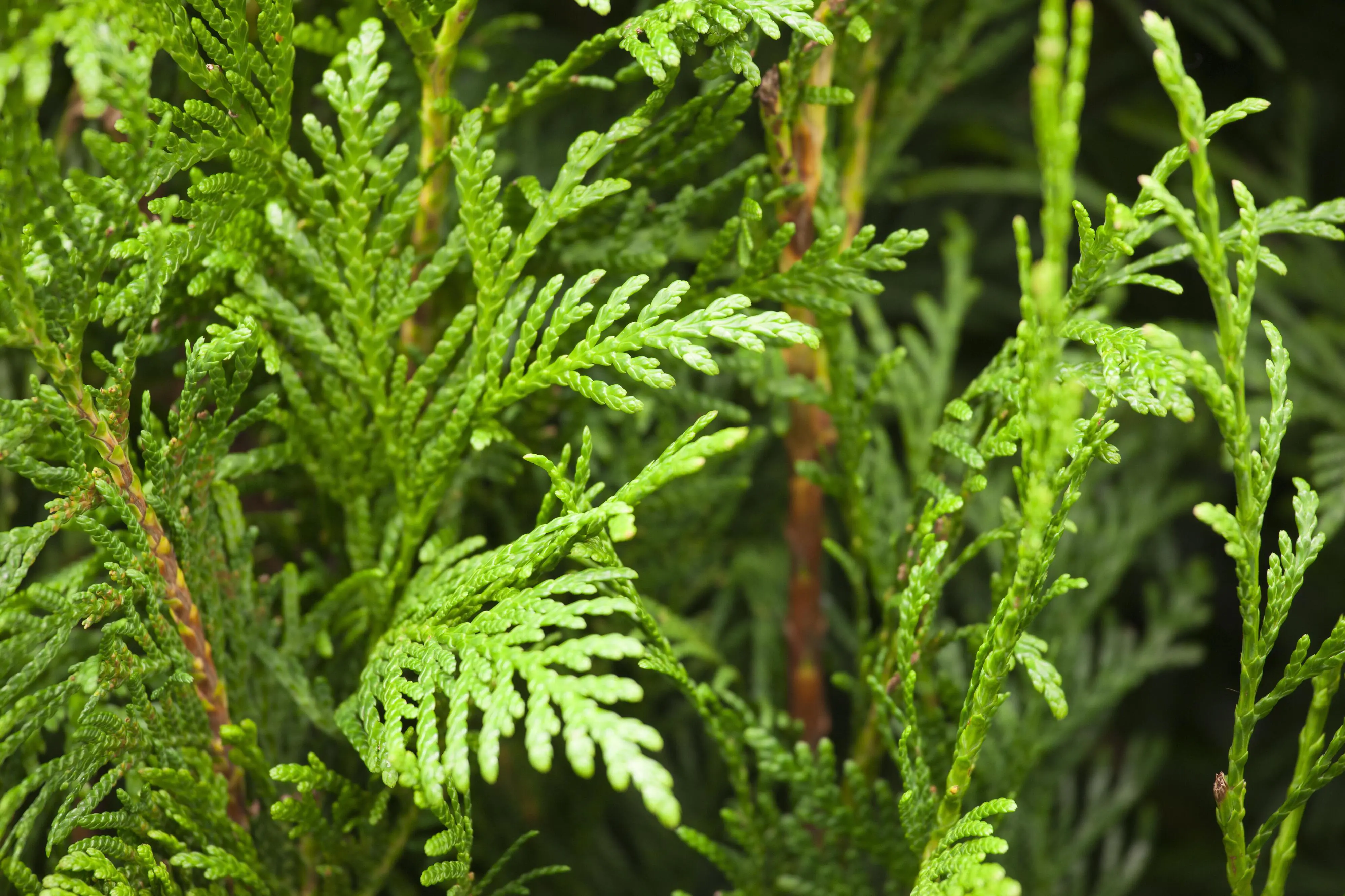 Lebensbaum Thuja plicata Martin H 80 - 100 cm, 25 Stück