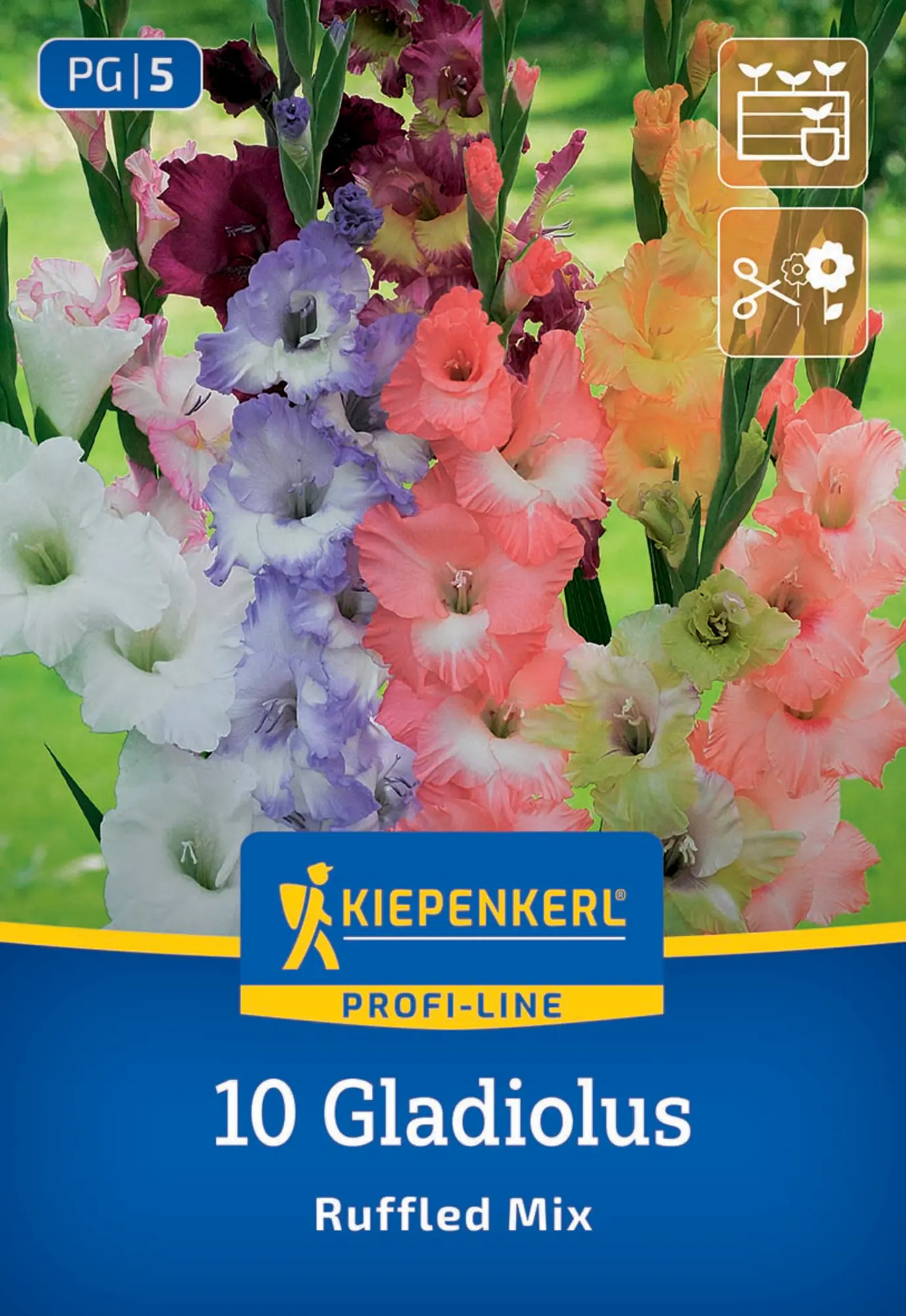 Kiepenkerl Profi-Line Frühjahrsblumenzwiebel Gladiole Ruffeld Mix 10 Stück