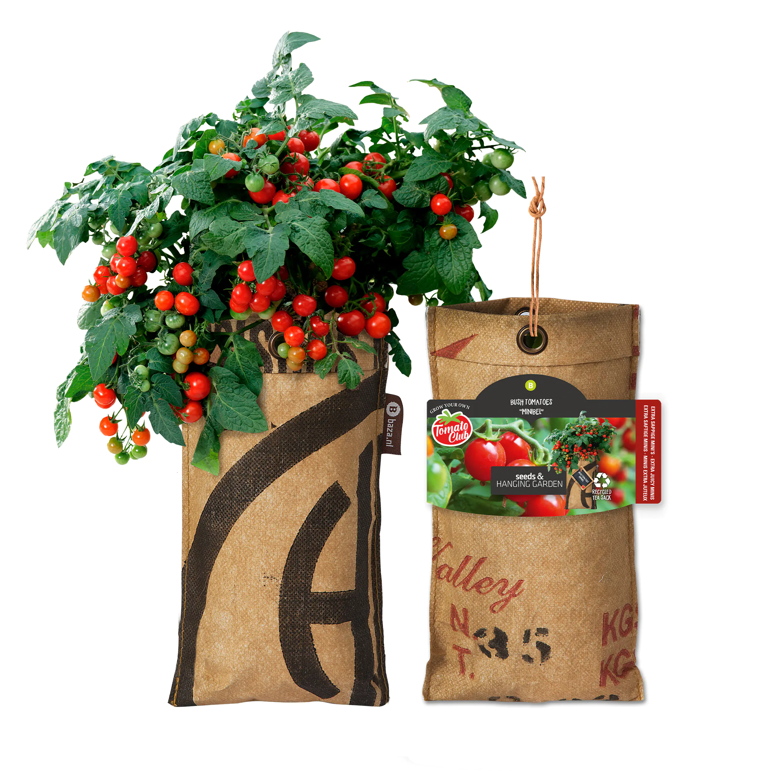 Baza Seeds hängender Garten Strauchtomate Minibel