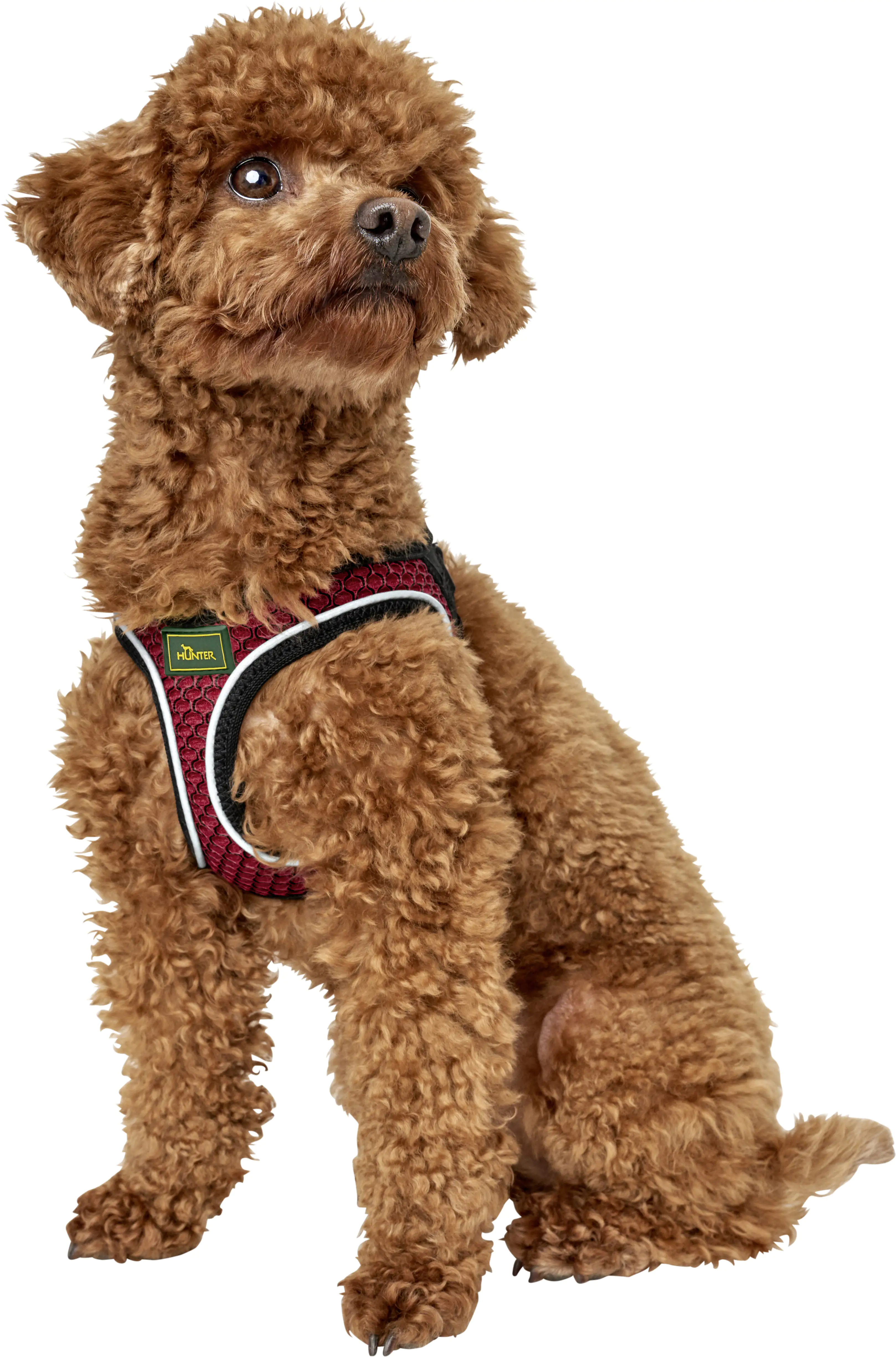 Hundegeschirr Hilo 33-36/XXS-XS rot