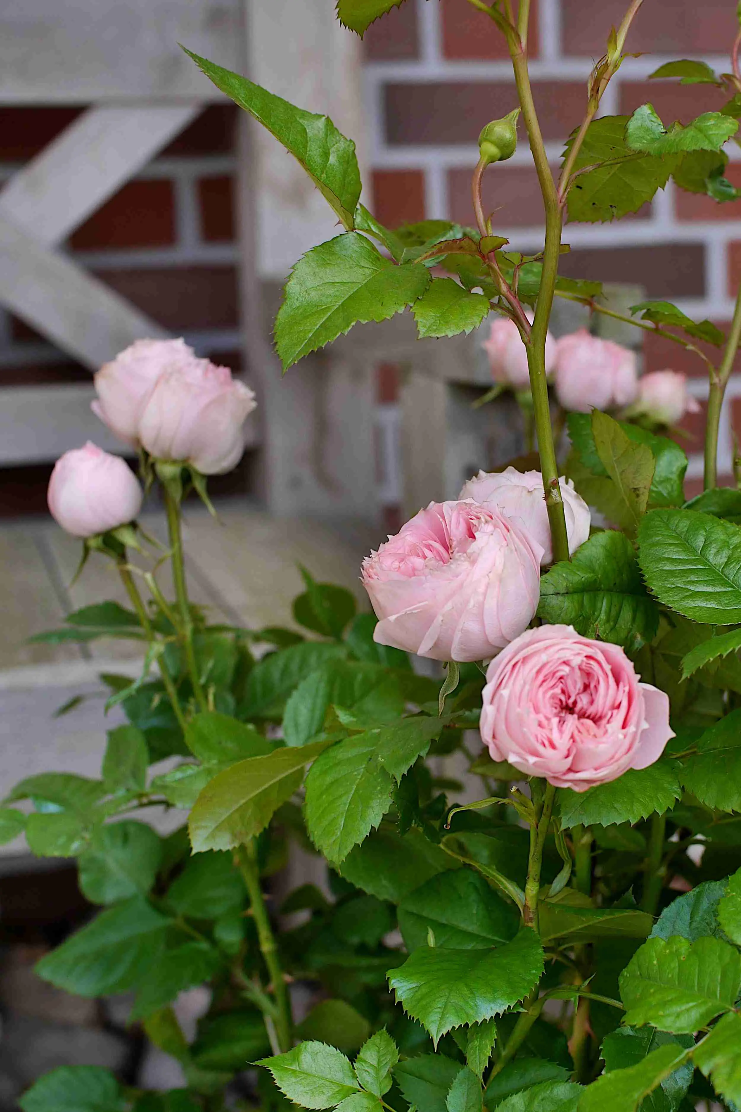 Muttertags-Rosen H 30 - 40 cm, 23 cm Topf