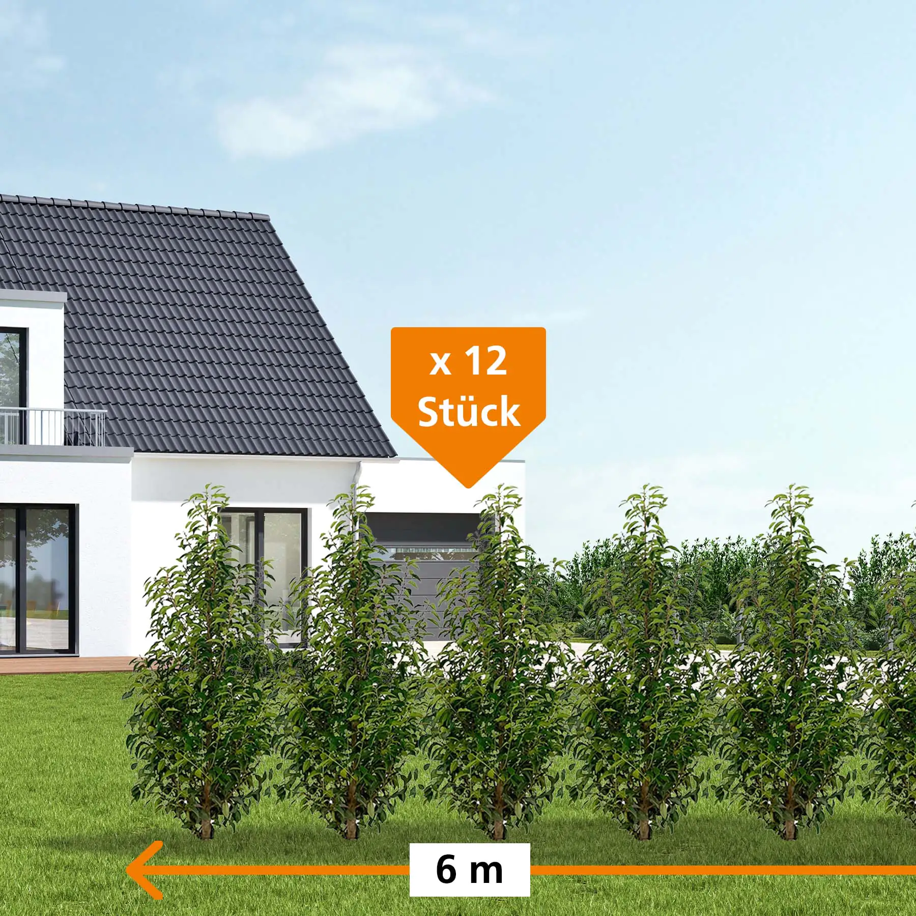 Portugiesische Kirschlorbeer Prunus ang. Lusitanica H 180 - 200 cm, 12 Stück