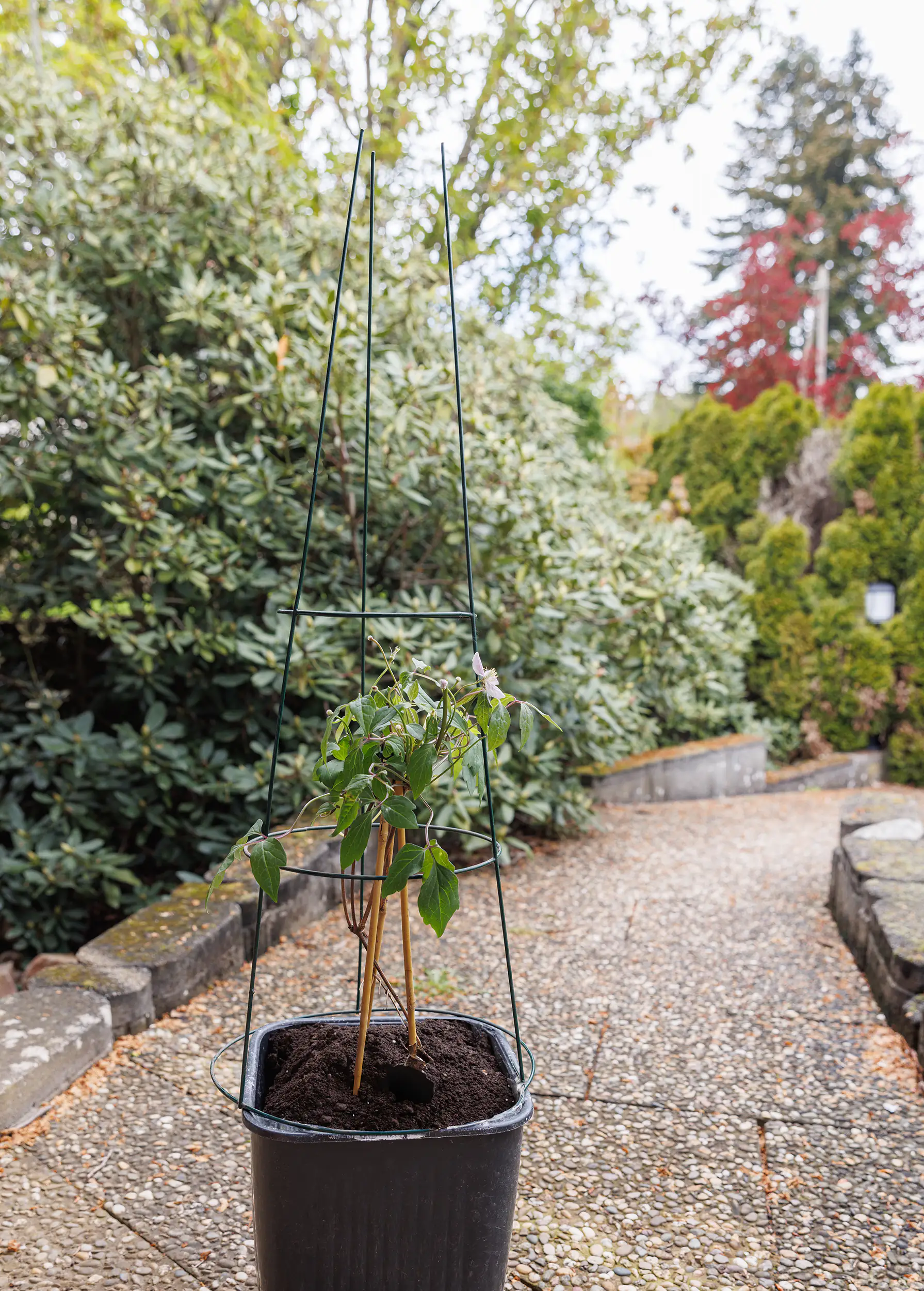 TrendLine Rankstütze Ø 35 x 75 cm TrendLine Rankstütze Ø 35 x 75 cm