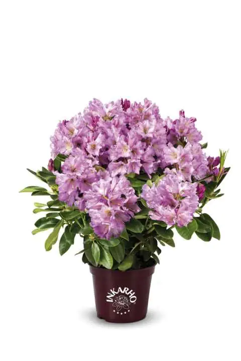 Rhododendron INKARHO ® rosa Dufthecke 5 l Container