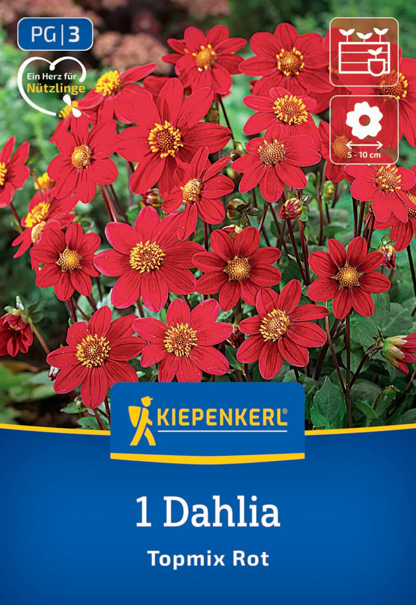 Kiepenkerl Frühjahrsblumenzwiebel Beet- & Topf-Dahlie Topmix Rot 1 Stück