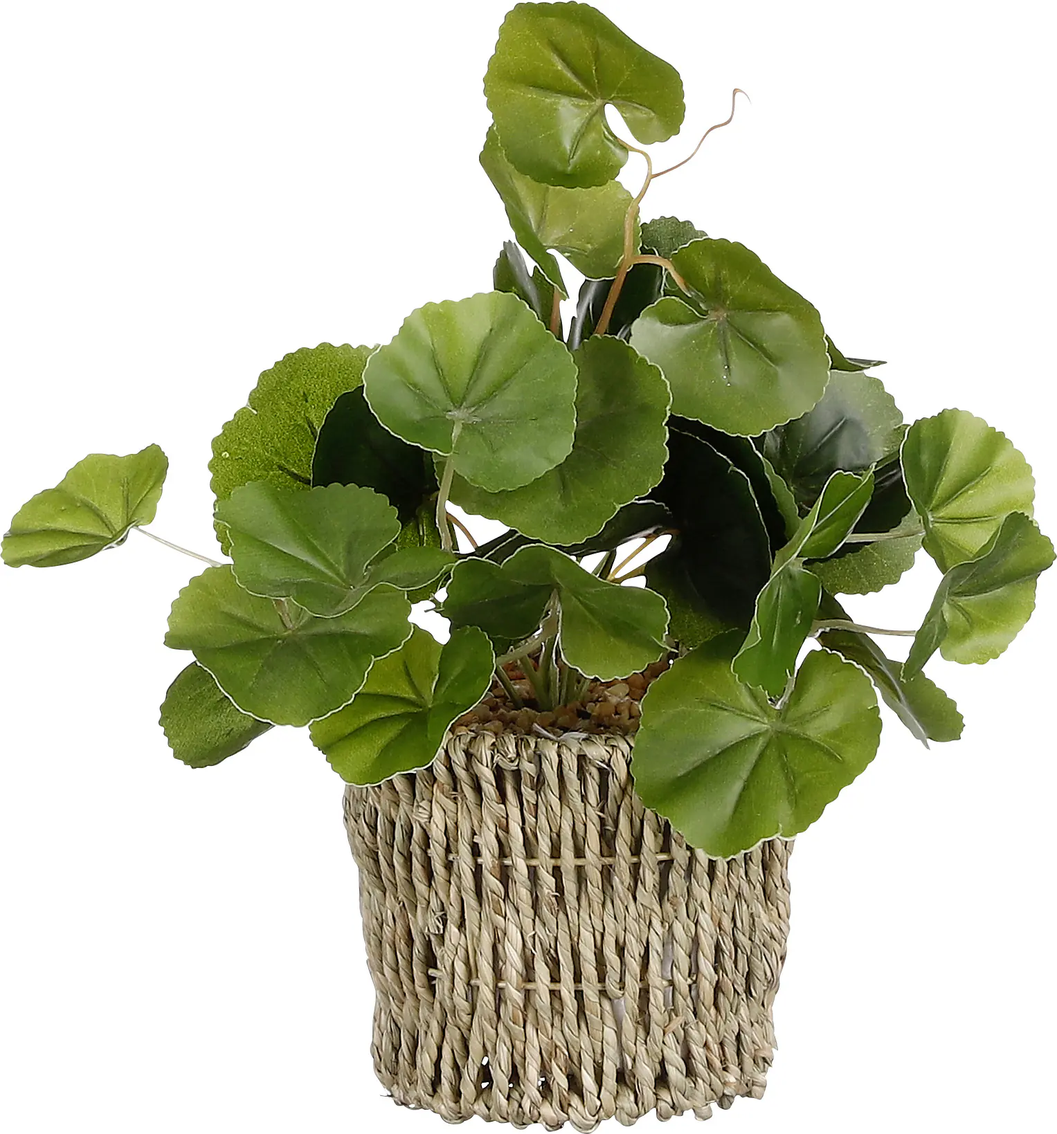 Mica Kunstpflanze Pilea im Korb grün 33 x 12 cm