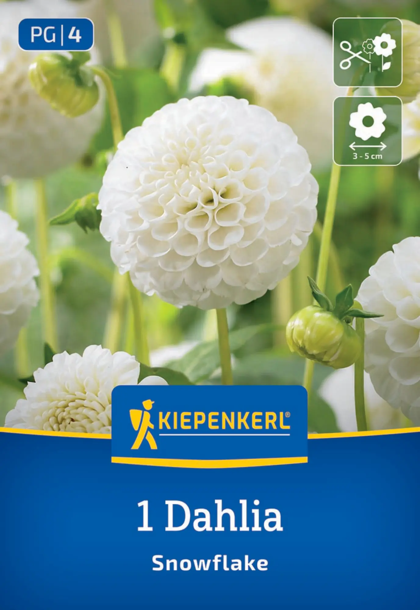Kiepenkerl Frühjahrsblumenzwiebel Pompon-Dahlie Snowflake 1 Stück