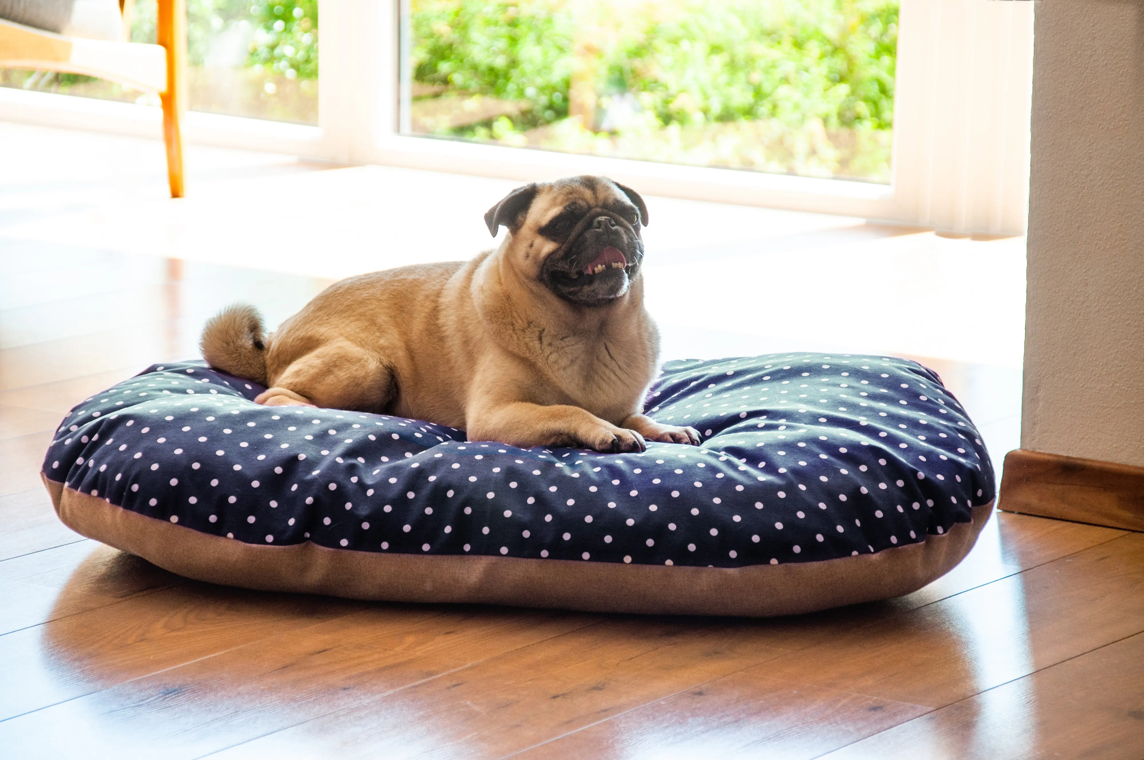 Aumüller Hundekissen Dots 65 x 45 x 12 cm dunkelblau beige