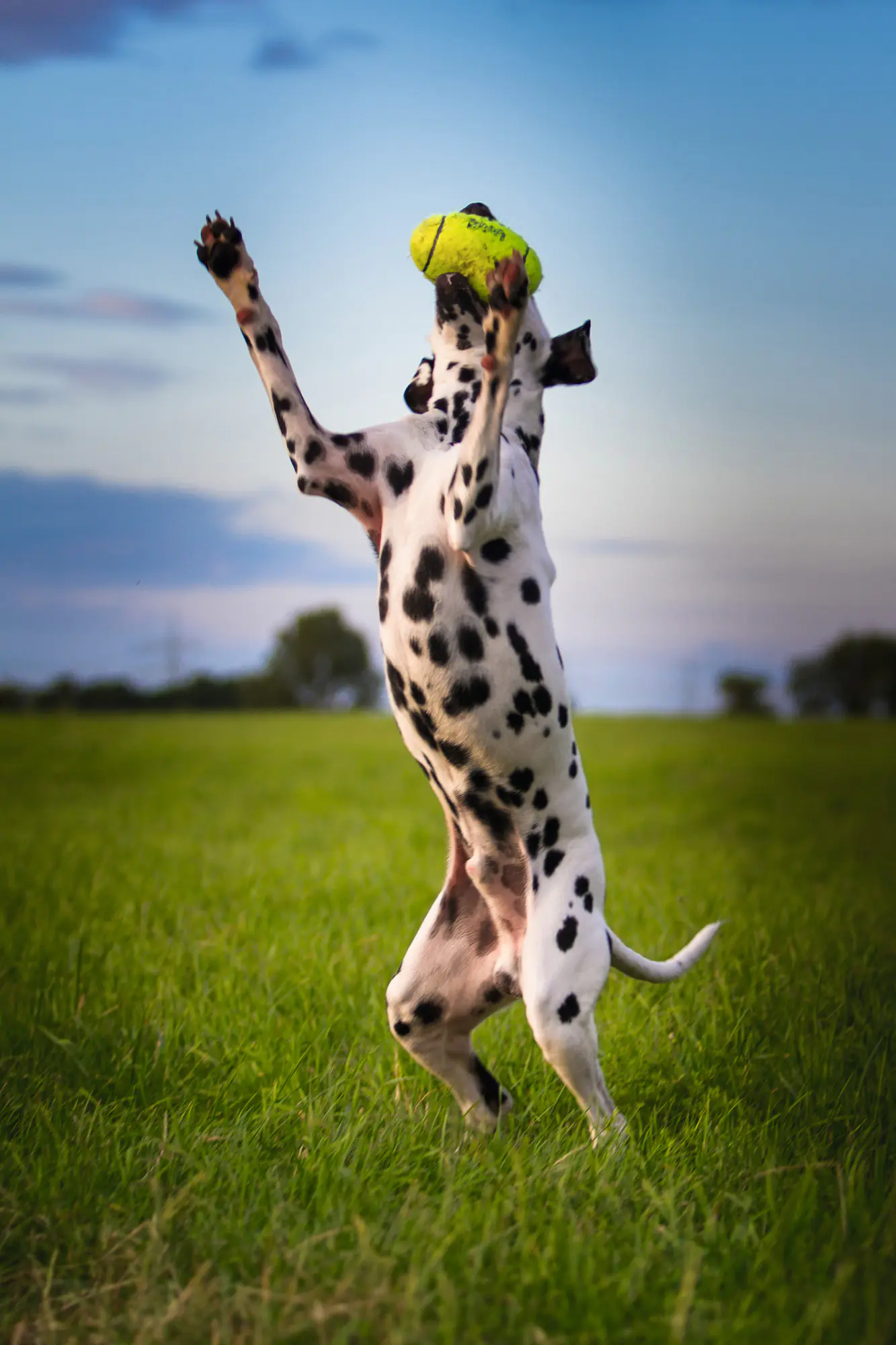 Kong Hundespielzeug AirDog Squeaker Football 8 cm gelb