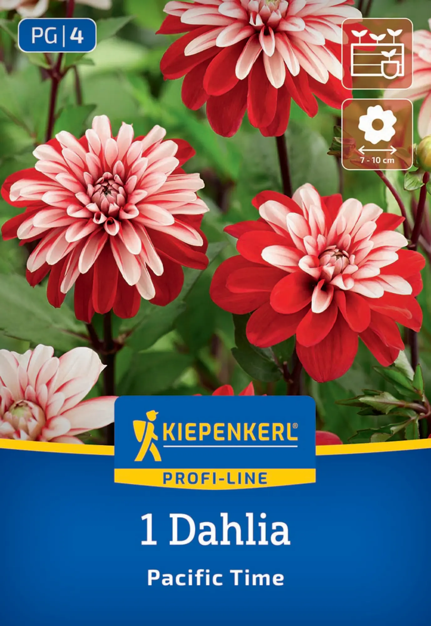 Kiepenkerl Profi-Line Frühjahrsblumenzwiebel Dekorative Dahlie Pacific Time 1 Stück