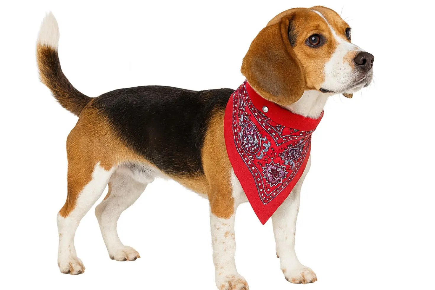 Nobby Halsband mit Tuch Nobby Halsband mit Tuch