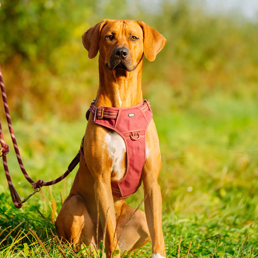 Nobby Hundegeschirr Sporty mit Griff rot Nobby Hundegeschirr Sporty mit Griff rot