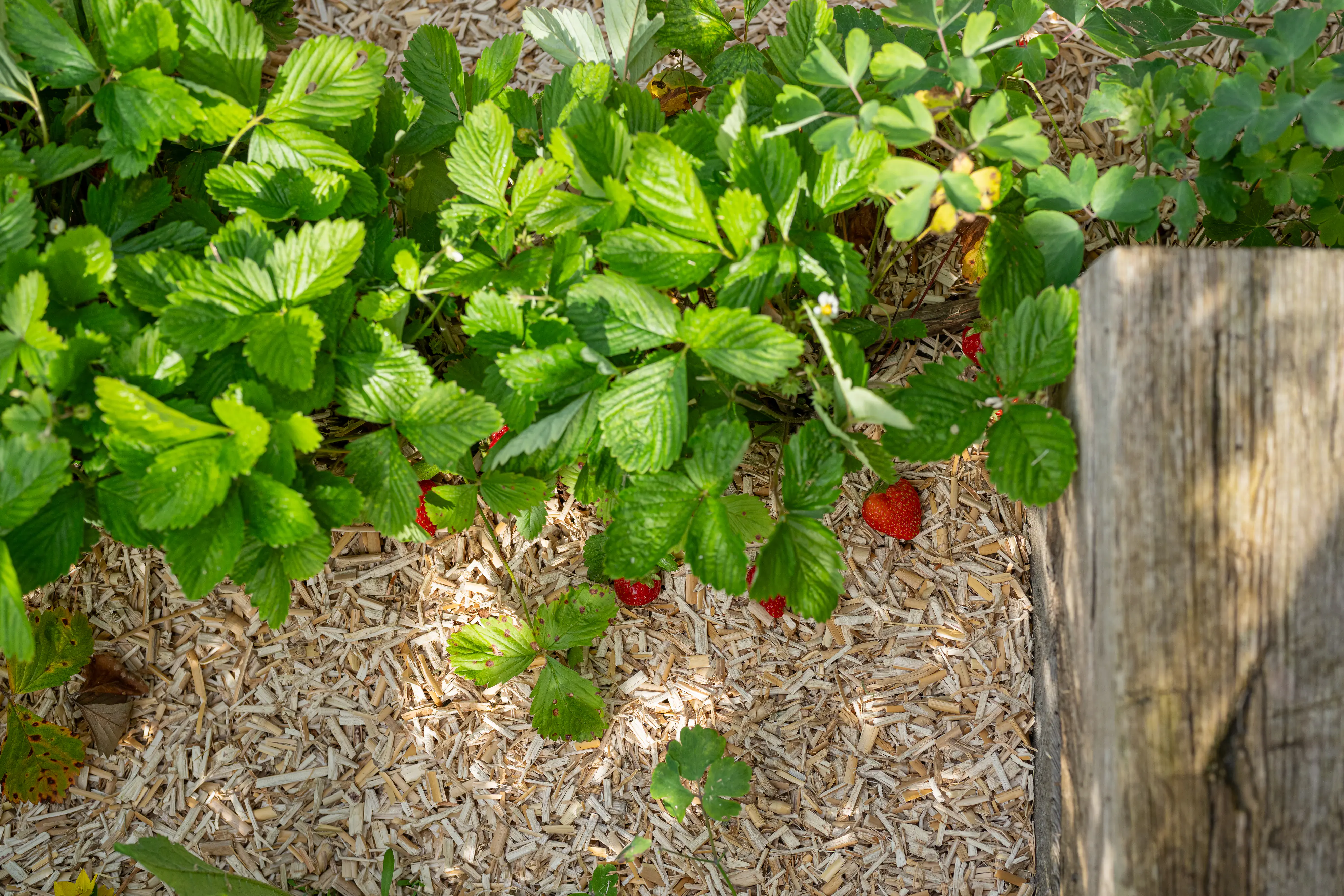 Floragard Erdbeermulch und Gemüsemulch 2 x 20 L