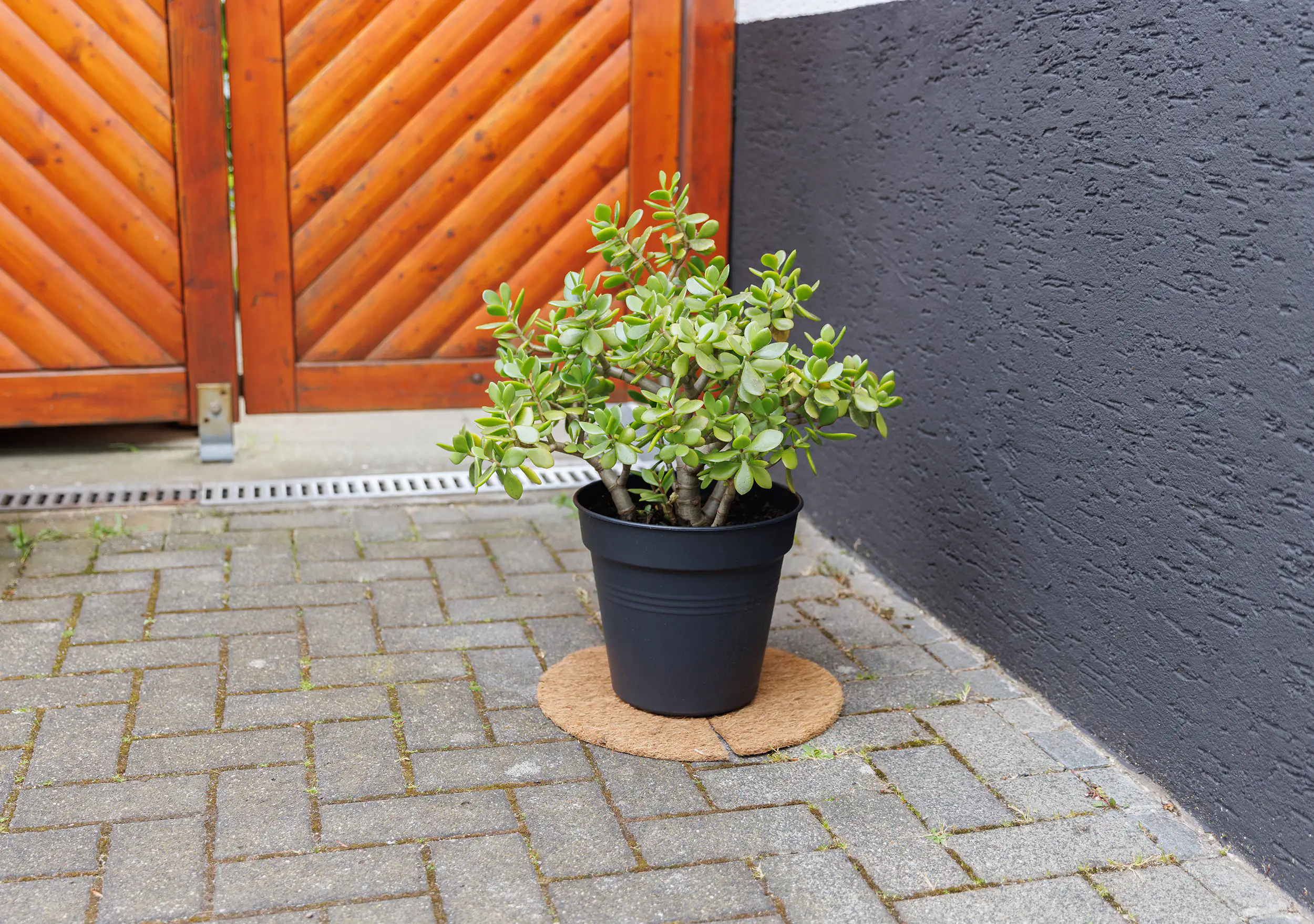 TrendLine Kokosscheibe Ø 37 cm