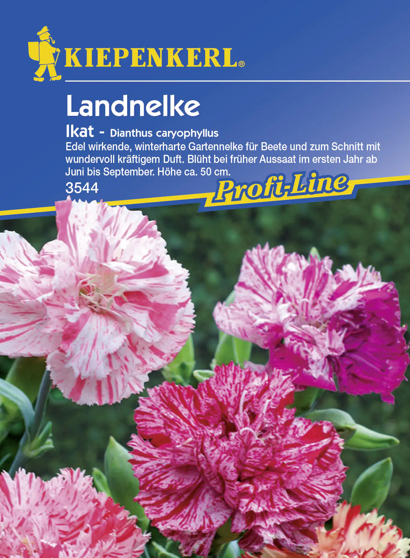 Kiepenkerl Landnelke Ikat Dianthus caryophyllus, Inhalt: ca. 100 Pflanzen