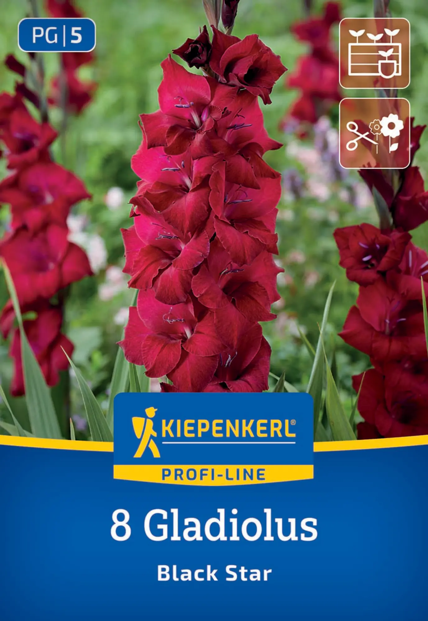 Kiepenkerl Profi-Line Frühjahrsblumenzwiebel Großblumige Gladiole Black Star 8 Stück