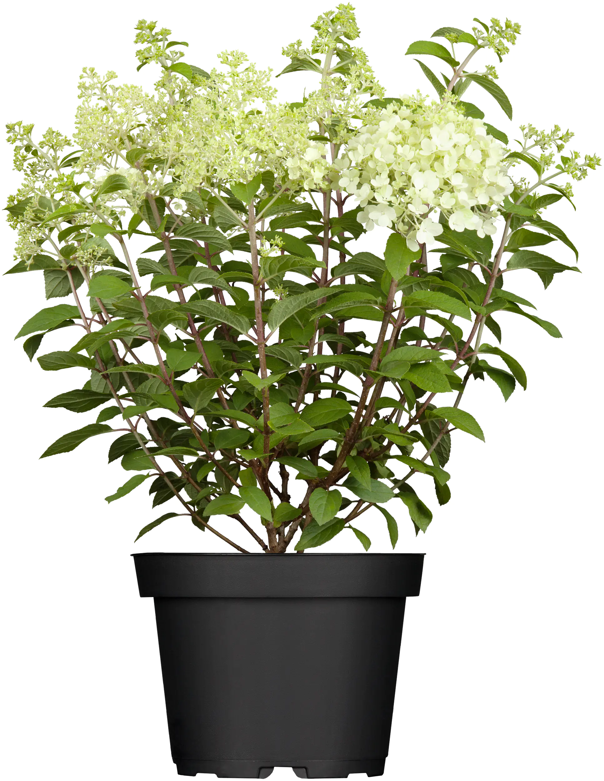 Rispenhortensien 5 l Container