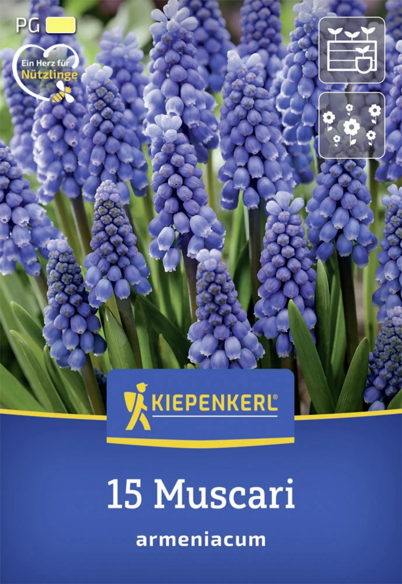 Kiepenkerl Herbstblumenzwiebel Armenische Traubenhyazinthe 15 Stück