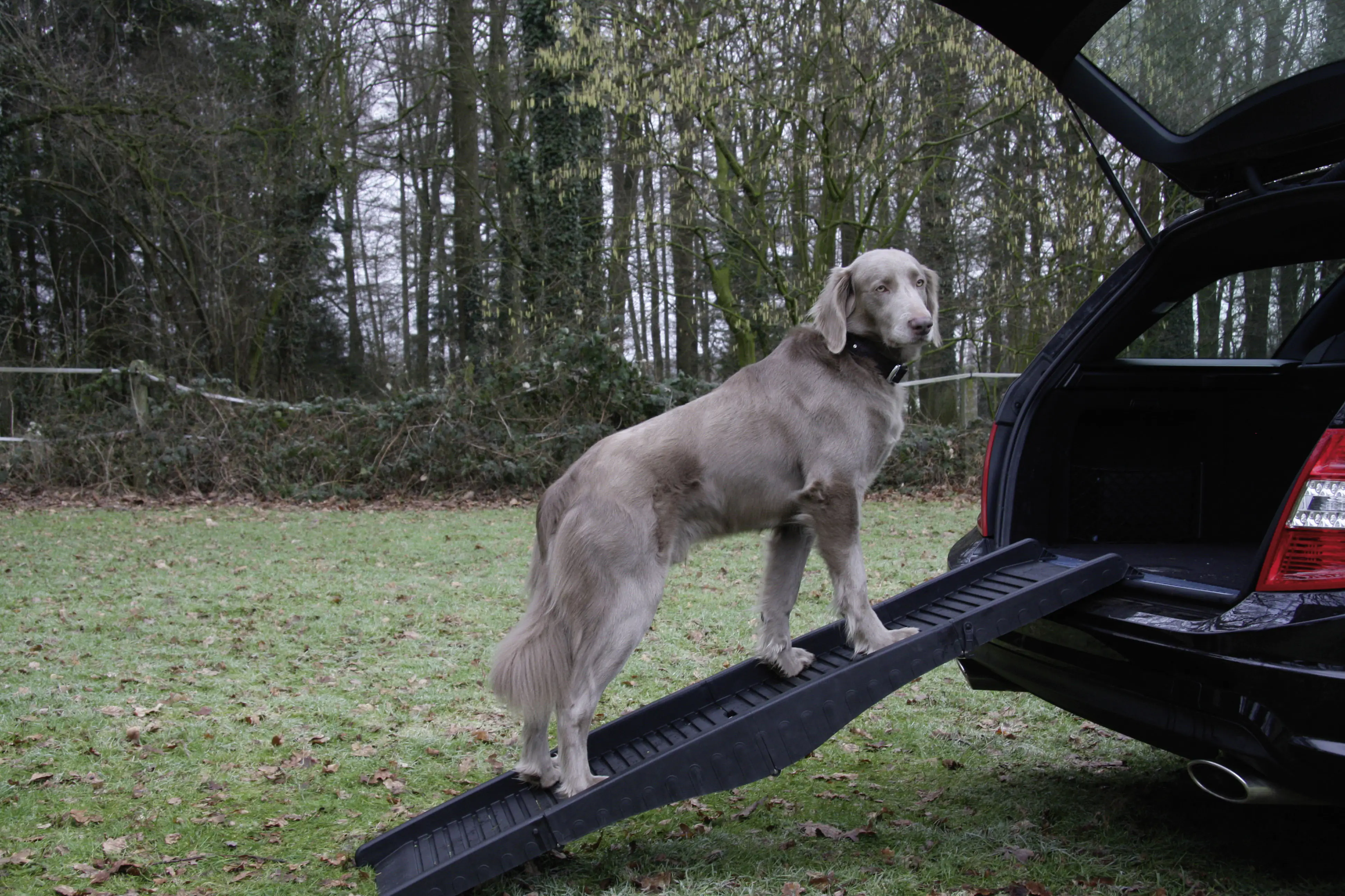 4033766763250 Nobby Hunderampe