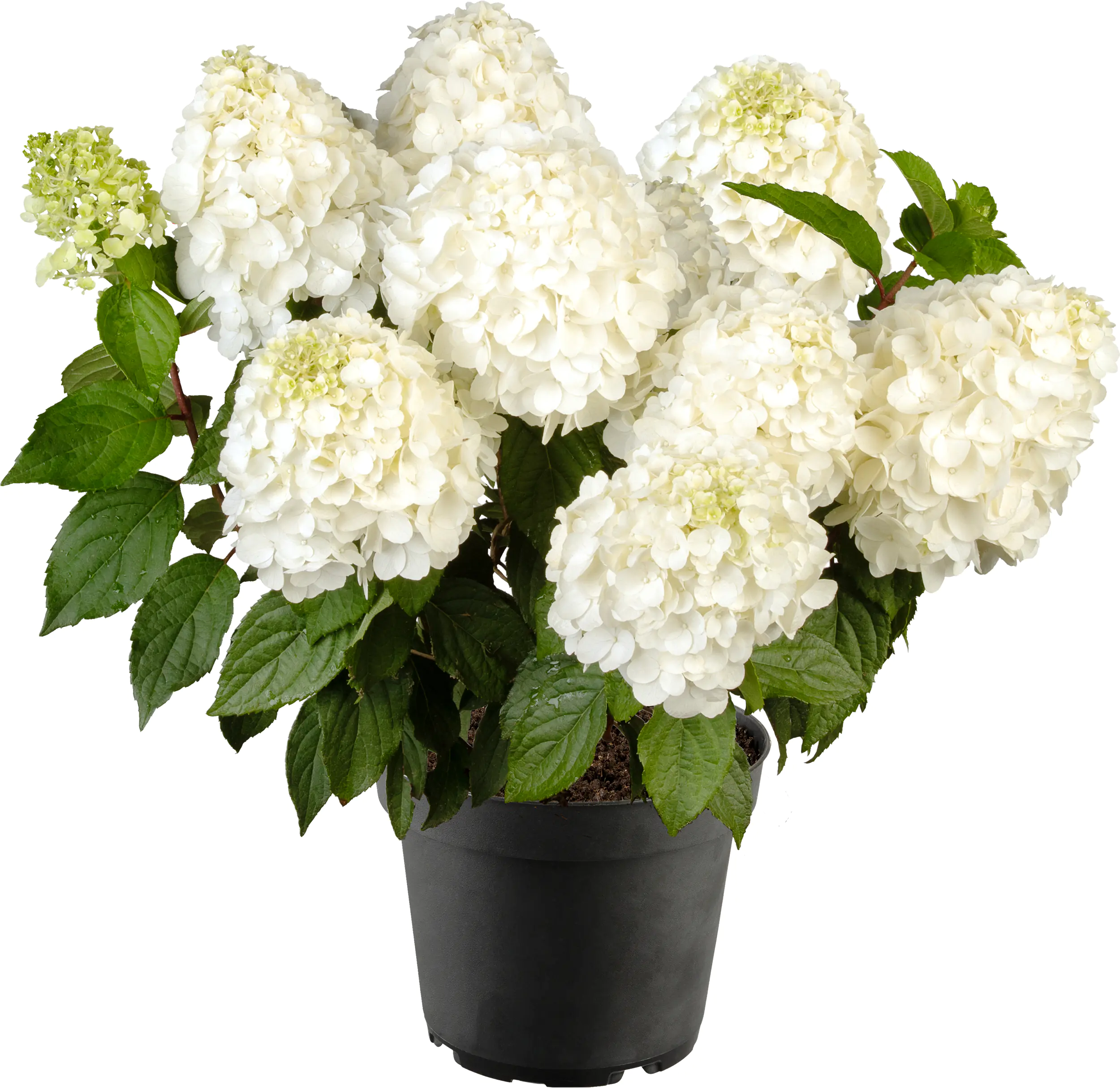 Rispenhortensien 5 l Container