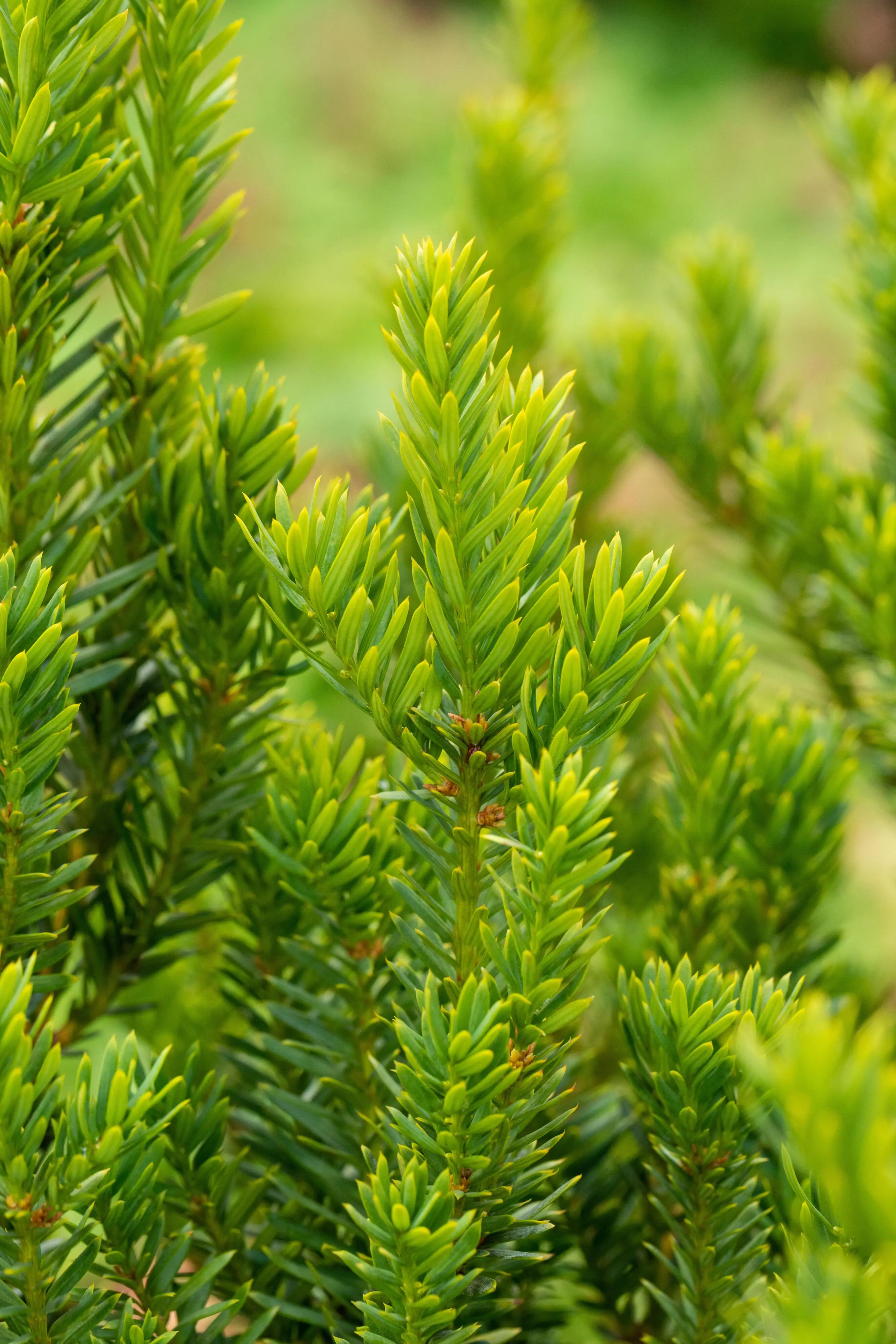 Bechereibe Hilli Taxus media hillii H 100 - 120 cm, 15 Stück