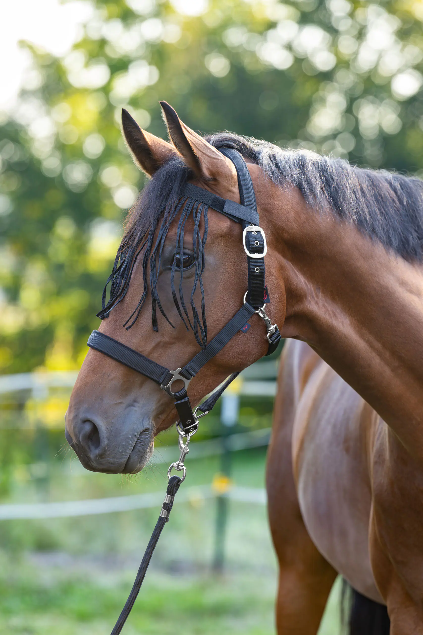 Kerbl Pferde Fliegenfransenband mit Klett- Verschluß schwarz Pony