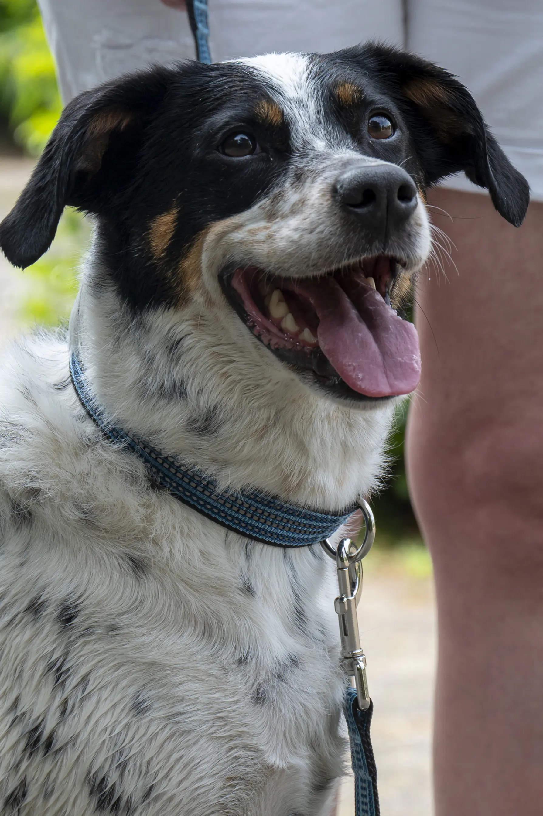 Dobar Hundehalsband 30 - 50 cm blau