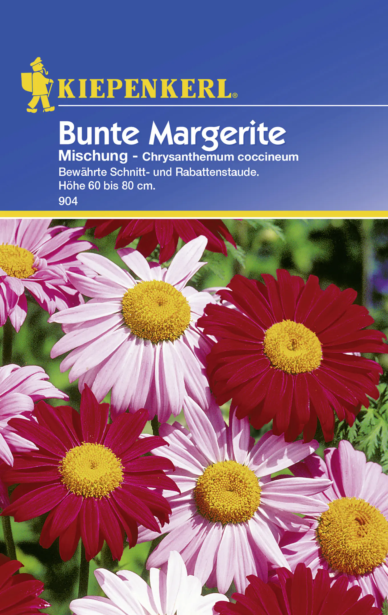 Kiepenkerl Margerite Mischung Chrysanthemun coccineum, Inhalt: ca. 40 Pflanzen