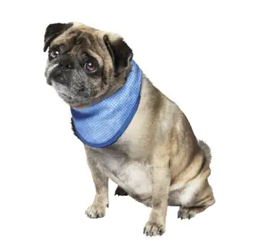 4033766622243_1 Nobby Kühl-Halstuch für Hunde