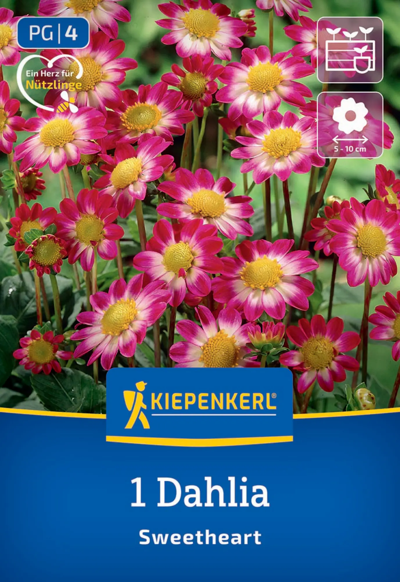 Kiepenkerl Frühjahrsblumenzwiebel Beet- & Topf-Dahlie Topmix Rosa mit Auge 1 Stück