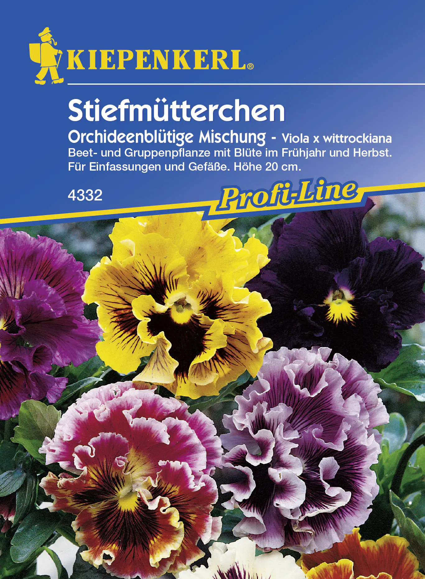 Kiepenkerl Stiefmütterchen Orchideenblütige Mischung Viola x wittrockiana, Inhalt: ca. 40 Pflanzen