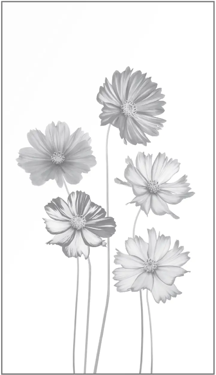 Ambiente Glaszaun Dekor 93 103 x 180 cm gehärtetes 8 mm Glas