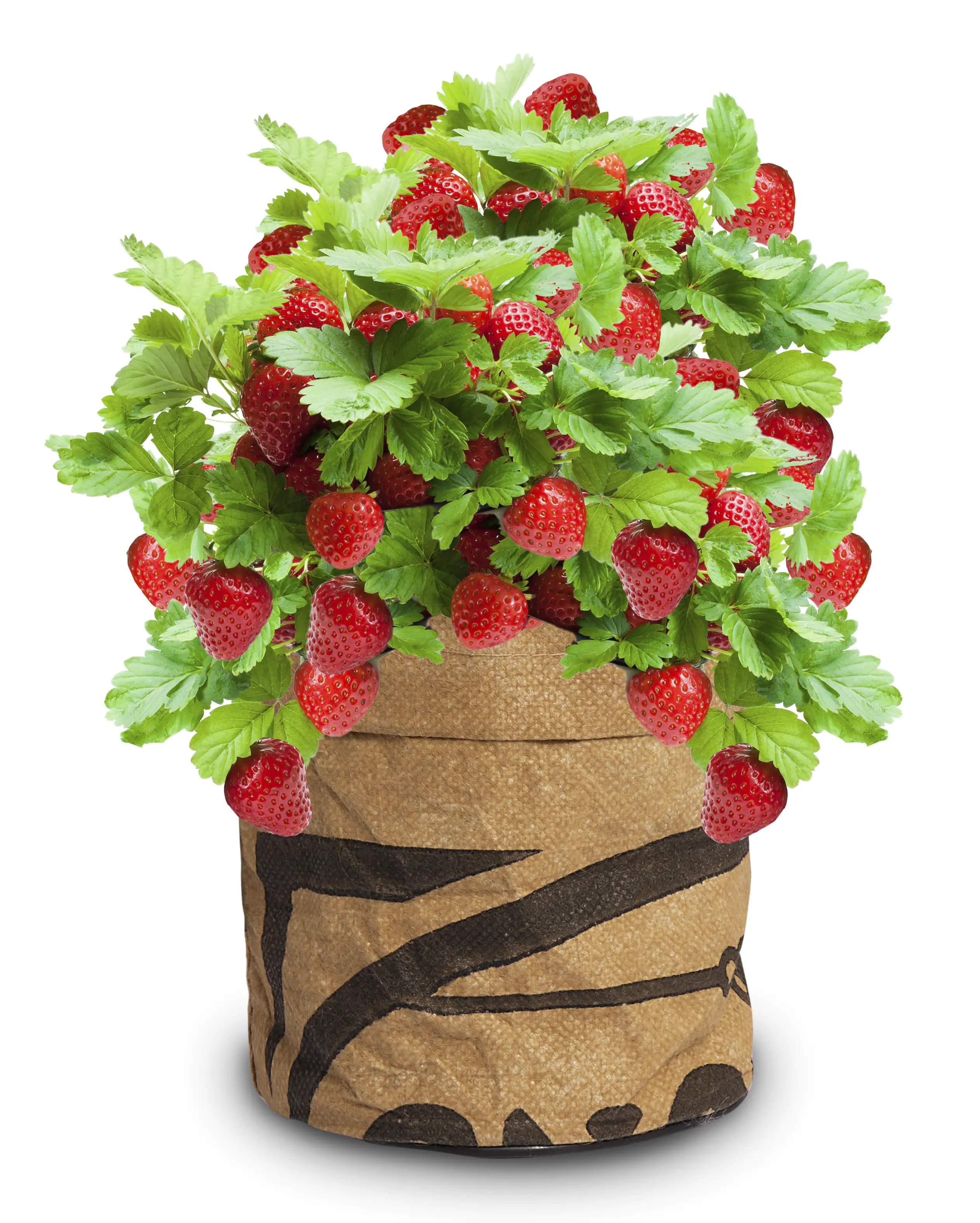 Baza Seeds Kitchengarden saftige Erdbeere