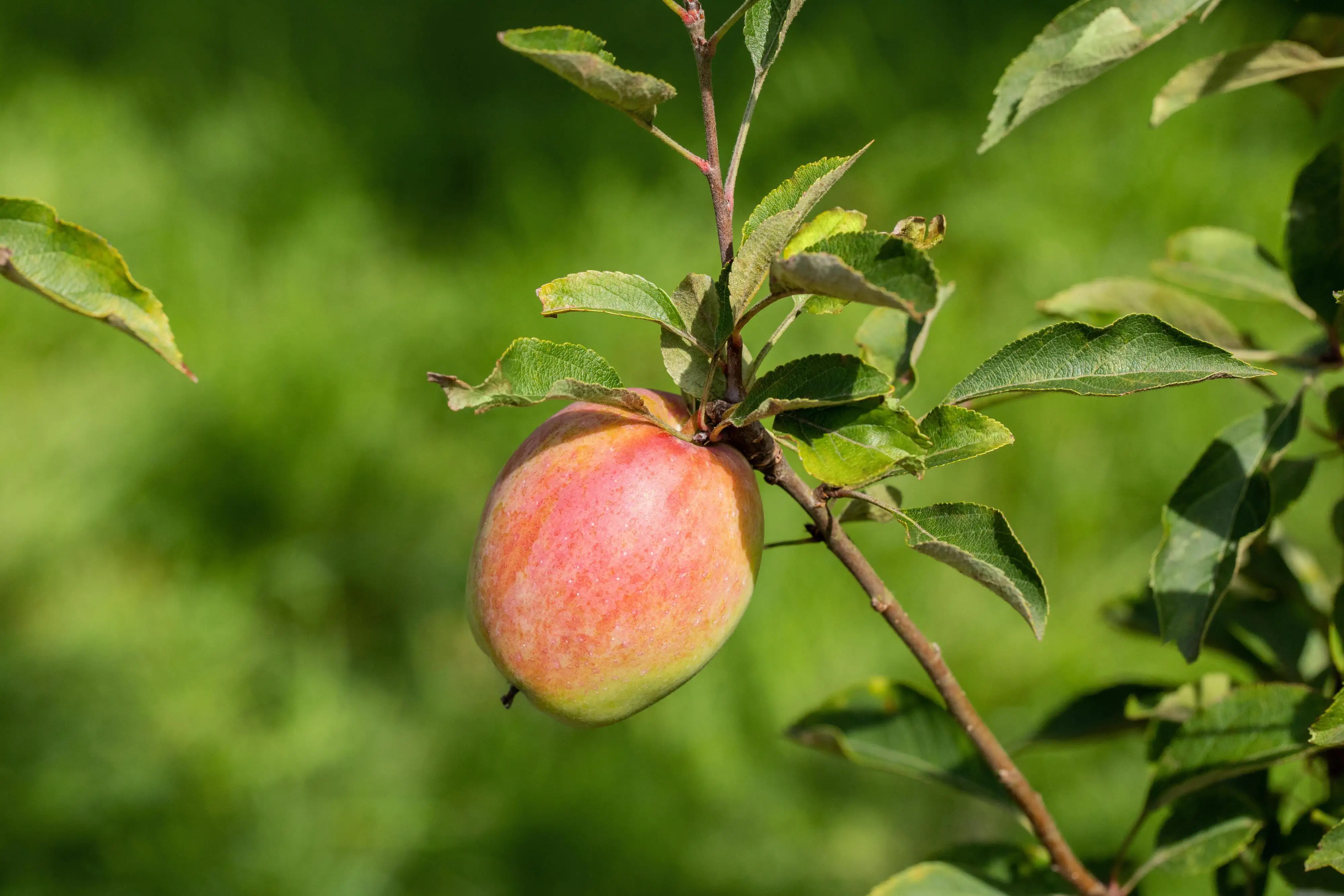 Stadt Ernte Bio Obstbaum Apfel Prinz Albrecht H 150 cm 29 cm Topf