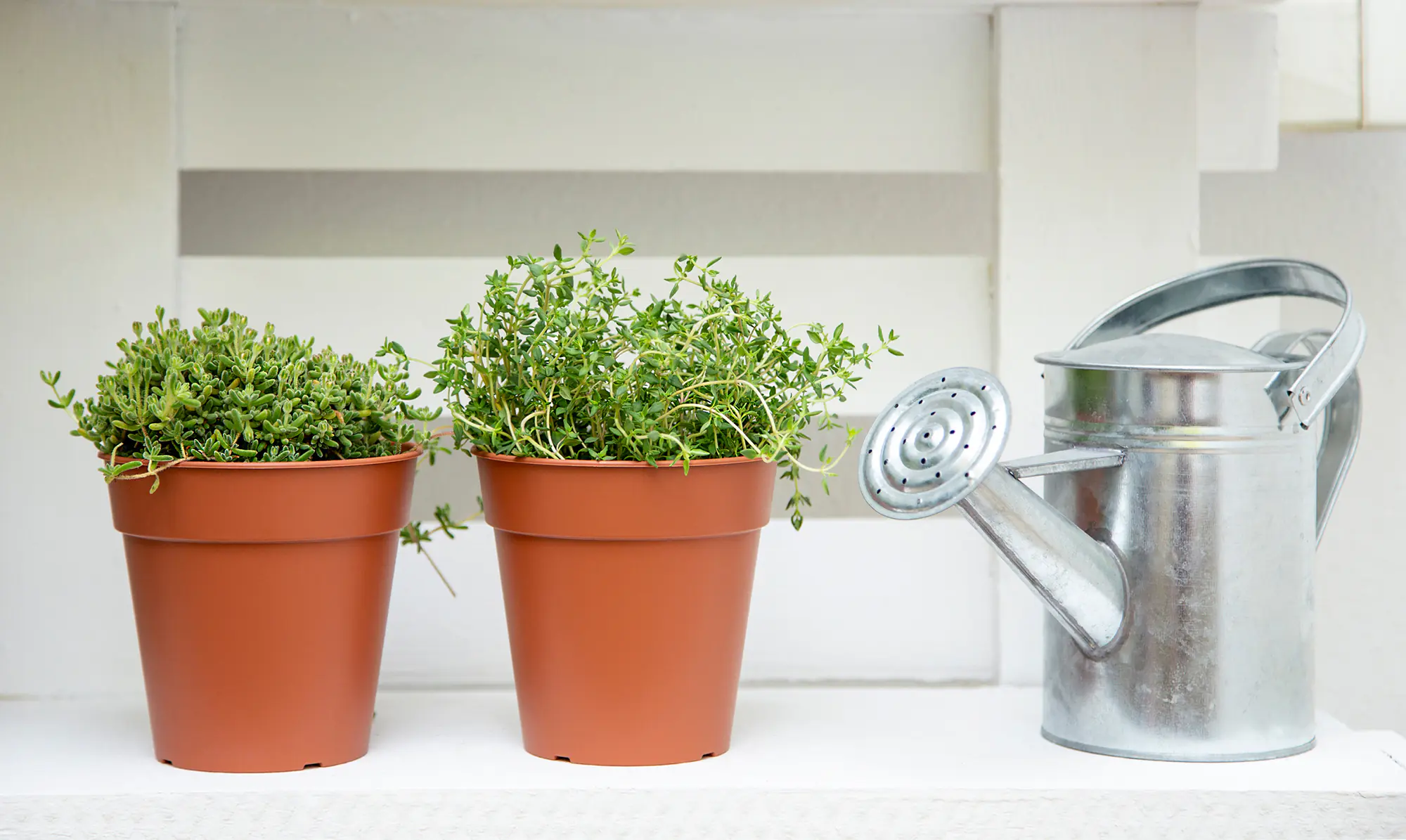 Artevasi Anzuchttopf Madagascar Kunststoff terrakotta Ø 40 x 39 cm 