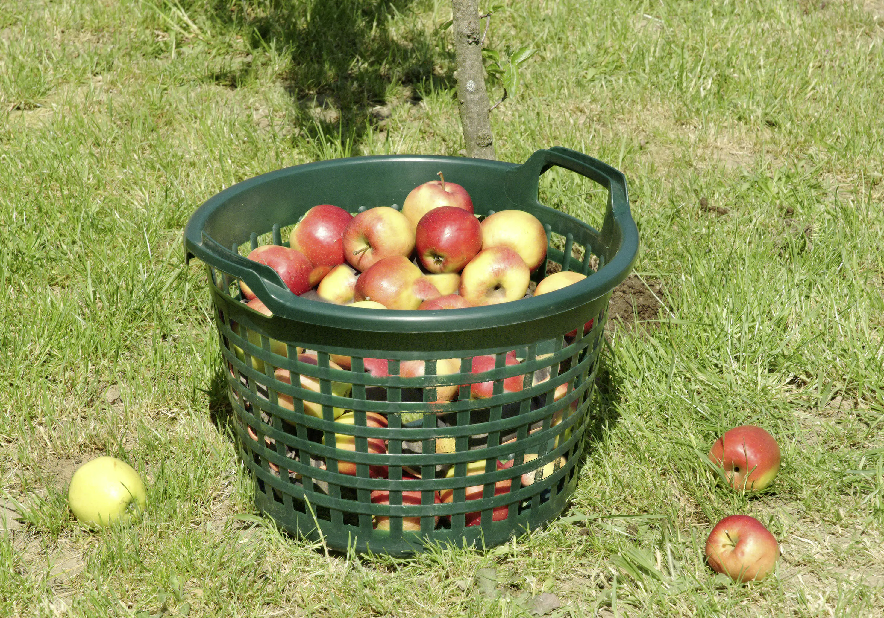 4047883005360_976444 Floraworld Gartenkorb 22 l