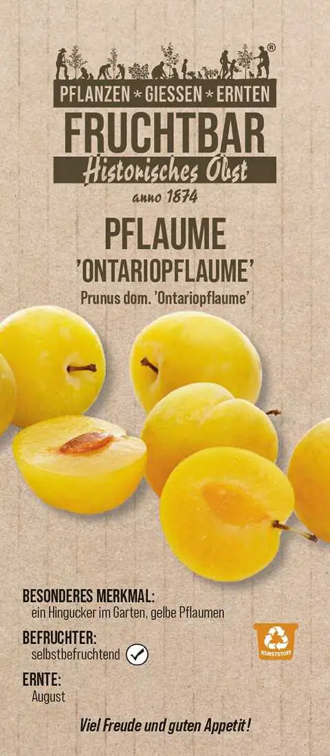 Stadt Ernte Bio Obstbaum Pflaume Ontariopflaume H 150 cm 29 cm Topf