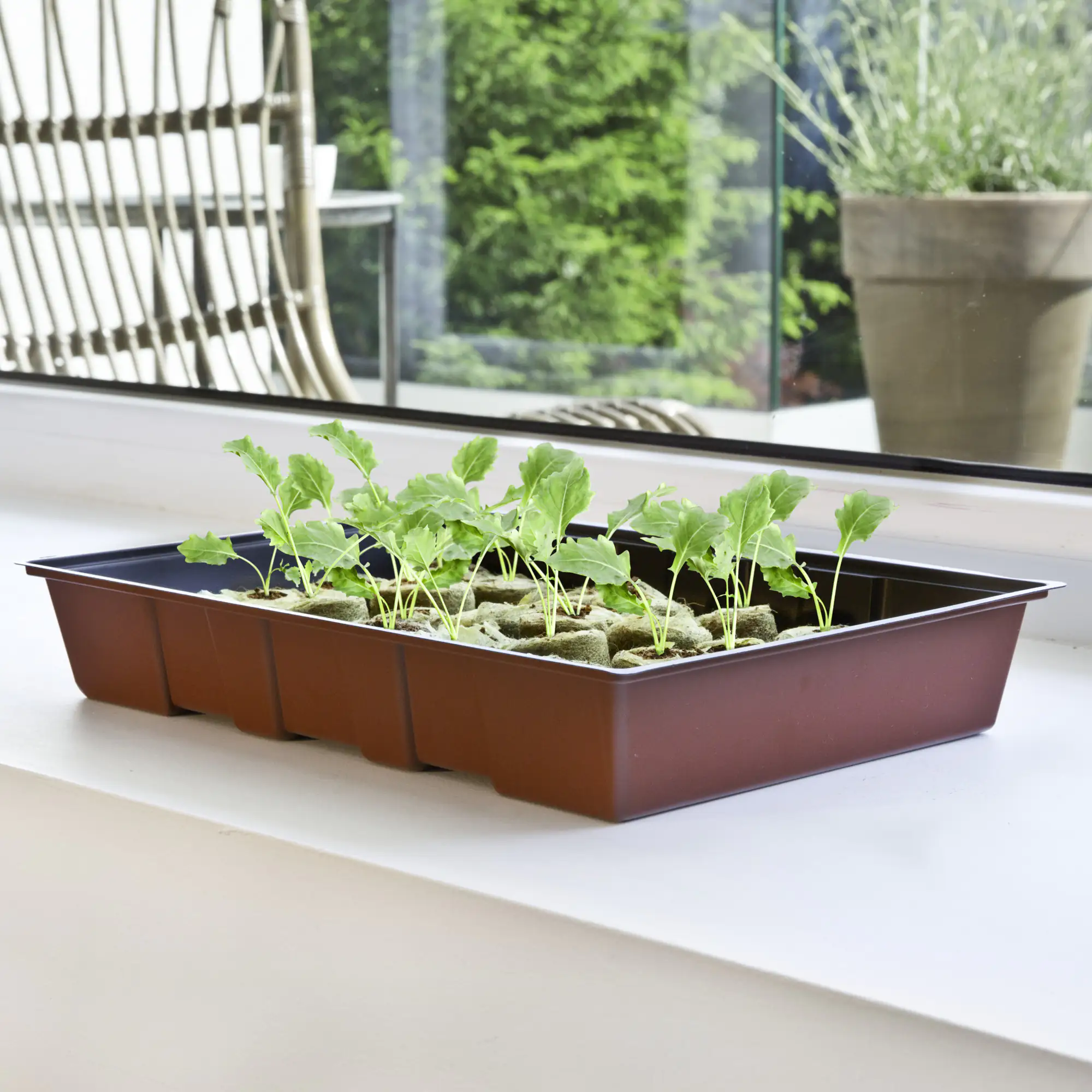 Winhager Anzucht-Gewächshaus Maxi 23,5 x 35 x 11 cm + 24 Quelltabs