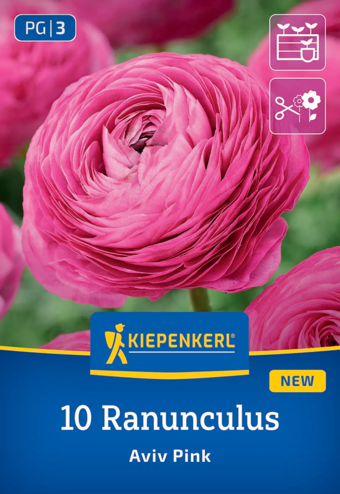 Kiepenkerl Frühjahrsblumenzwiebel Ranunkeln Aviv Pink 10 Stück