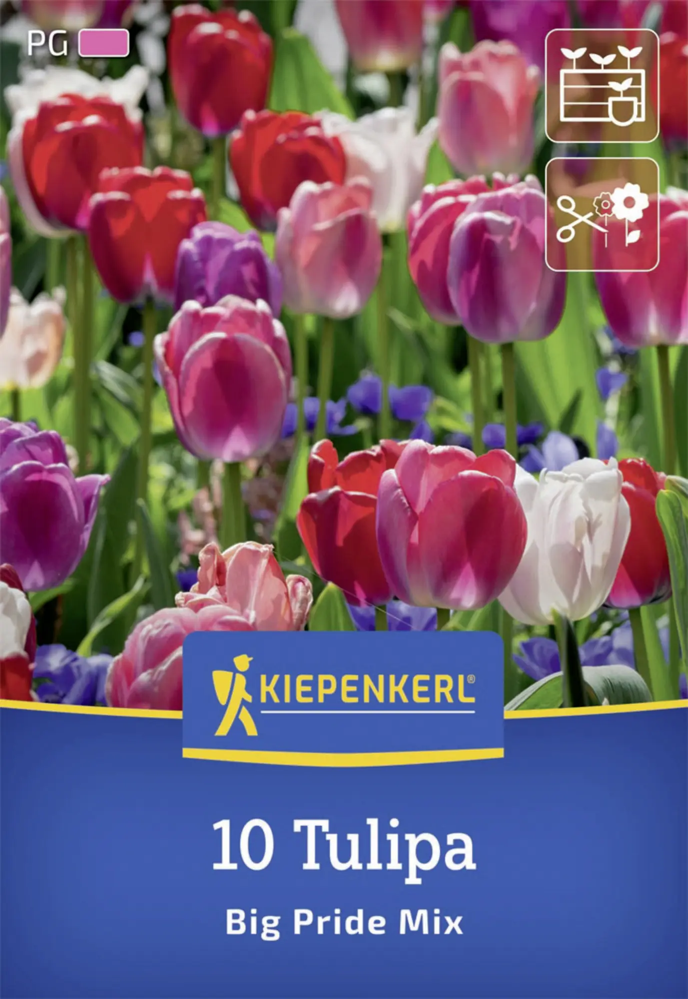 Kiepenkerl Herbstblumenzwiebel Darwin-Hybrid-Tulpen Big Pride Mix 10 Stück