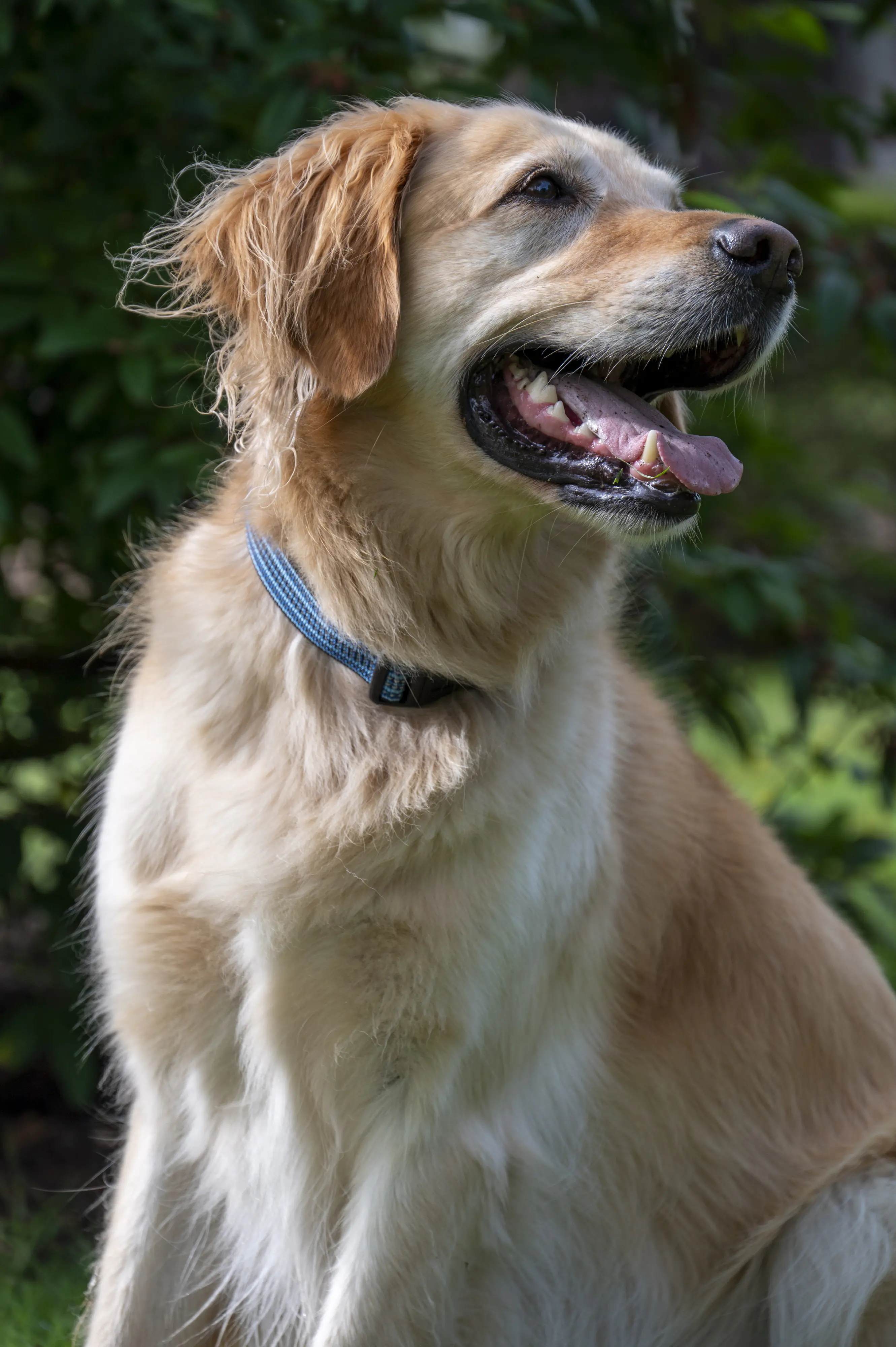 Dobar Hundehalsband 38 - 64 cm blau